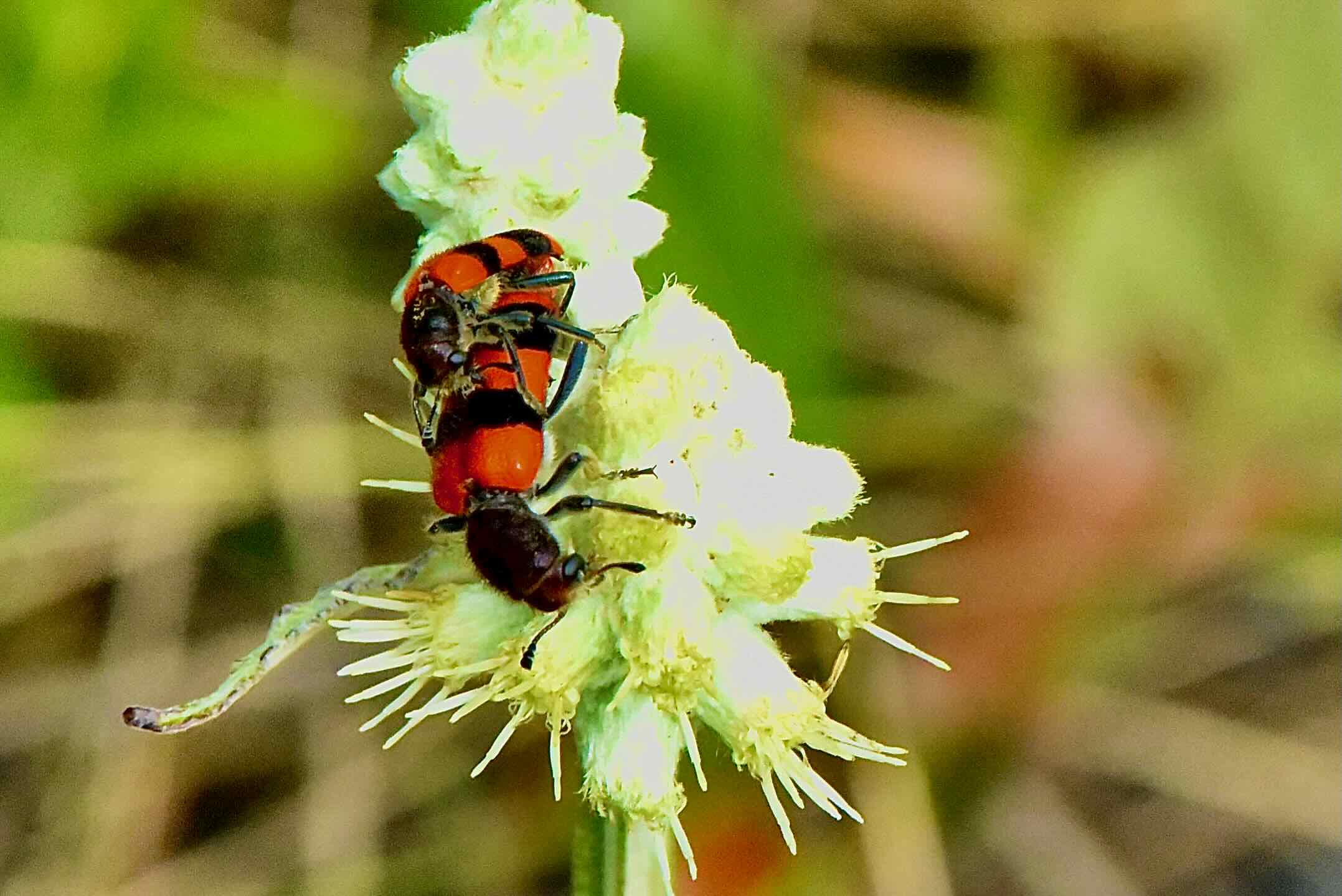 2 checkered beetles