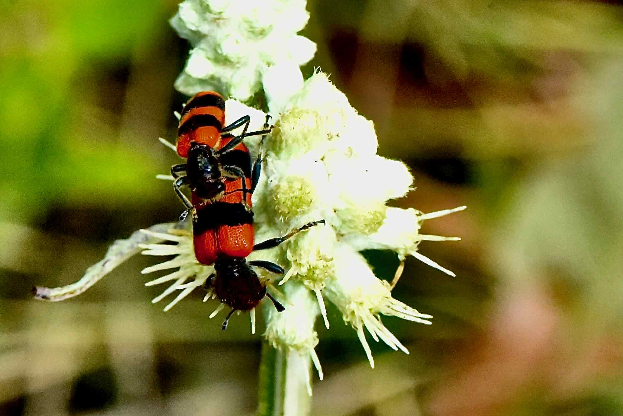 2 checkered beetls