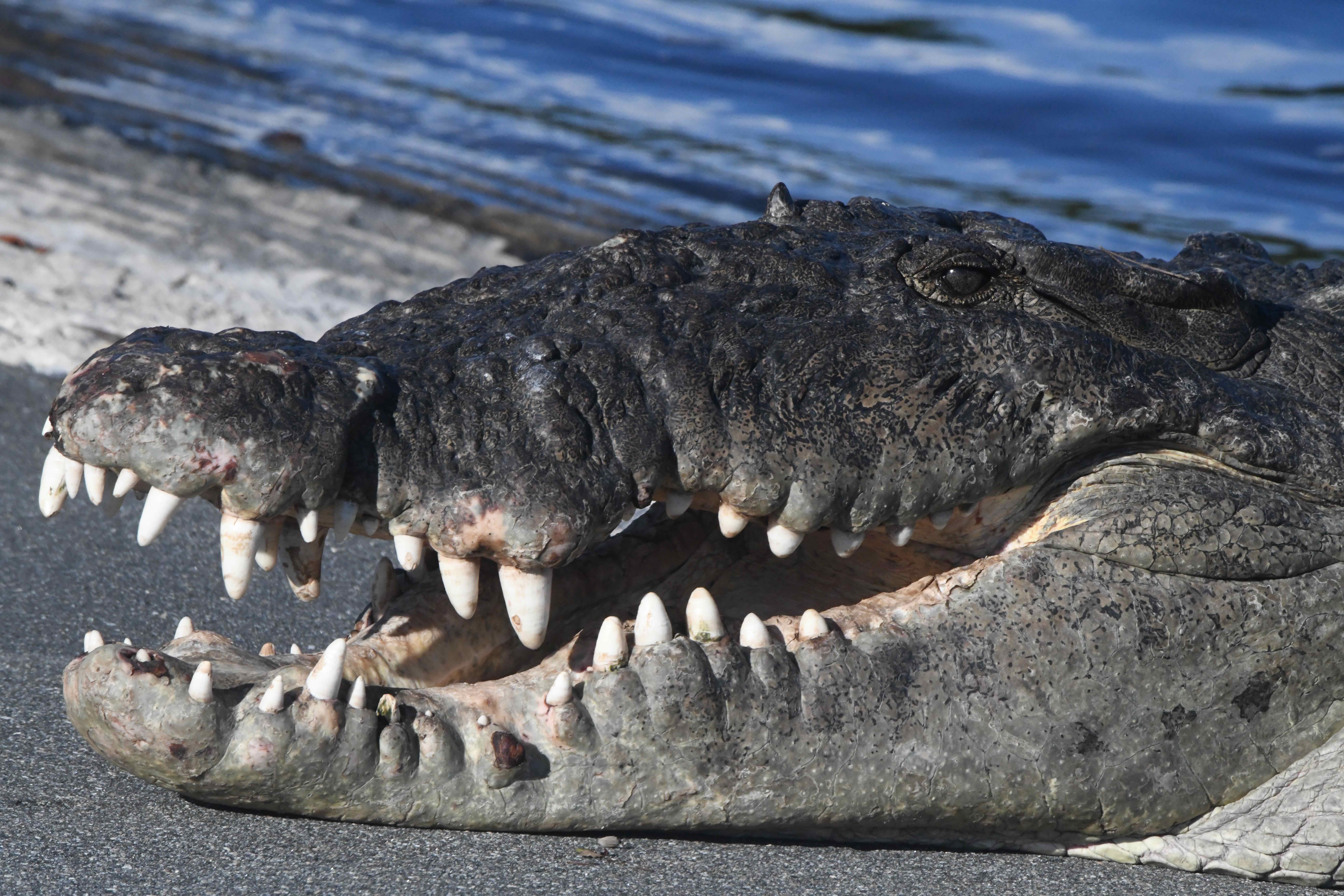 american crocodile