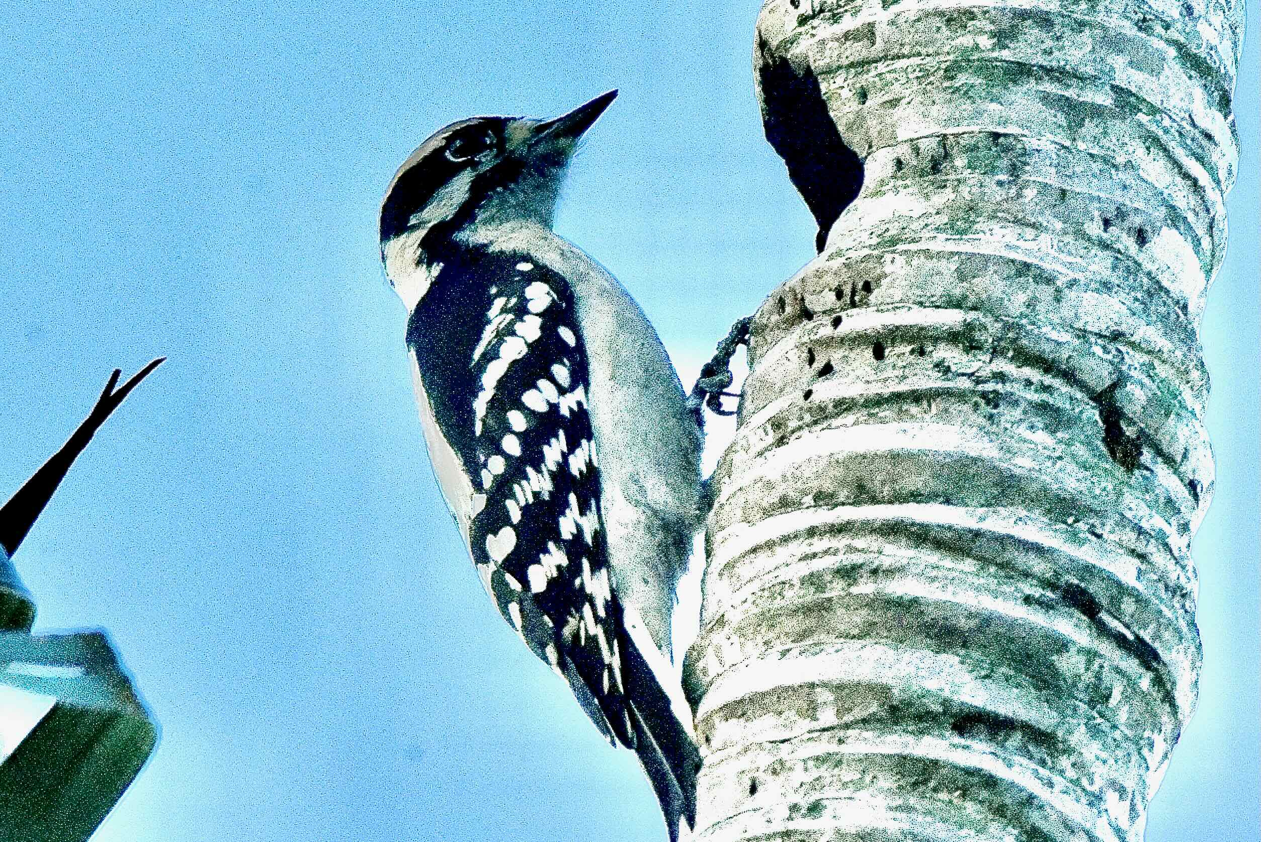 downy woodpecker