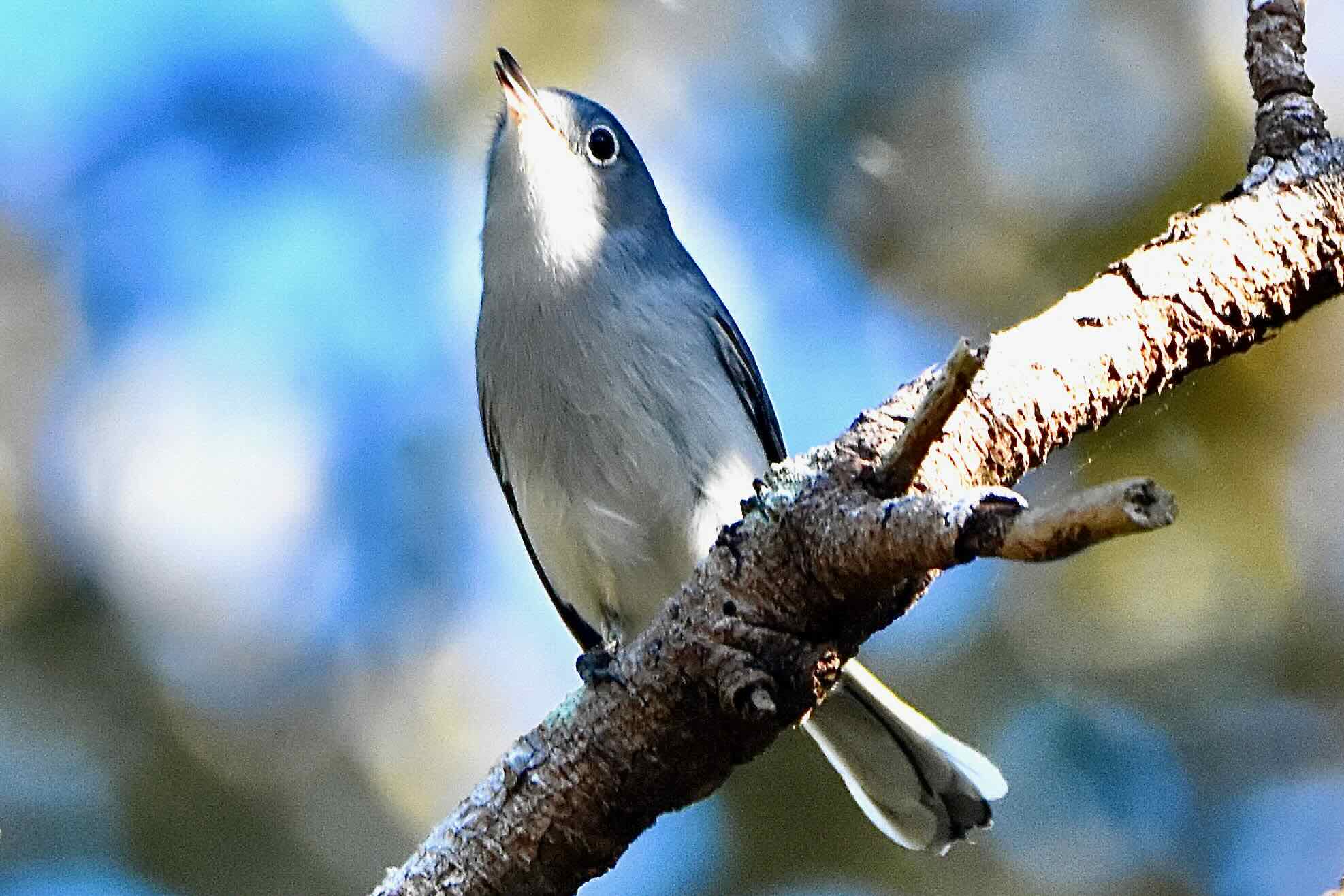 blue-gray gnatcatcher