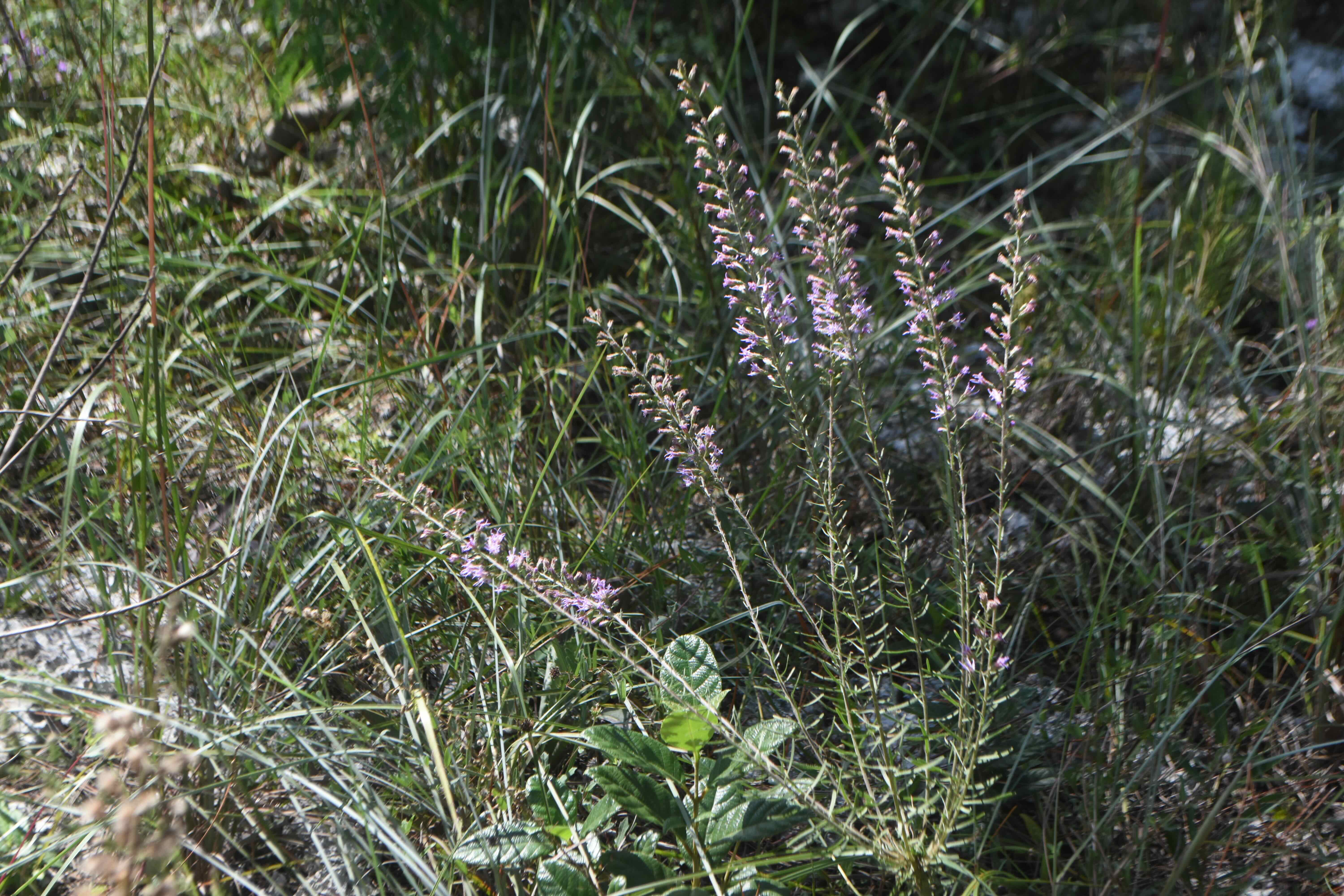 slender gayfeather/graceful blazing star