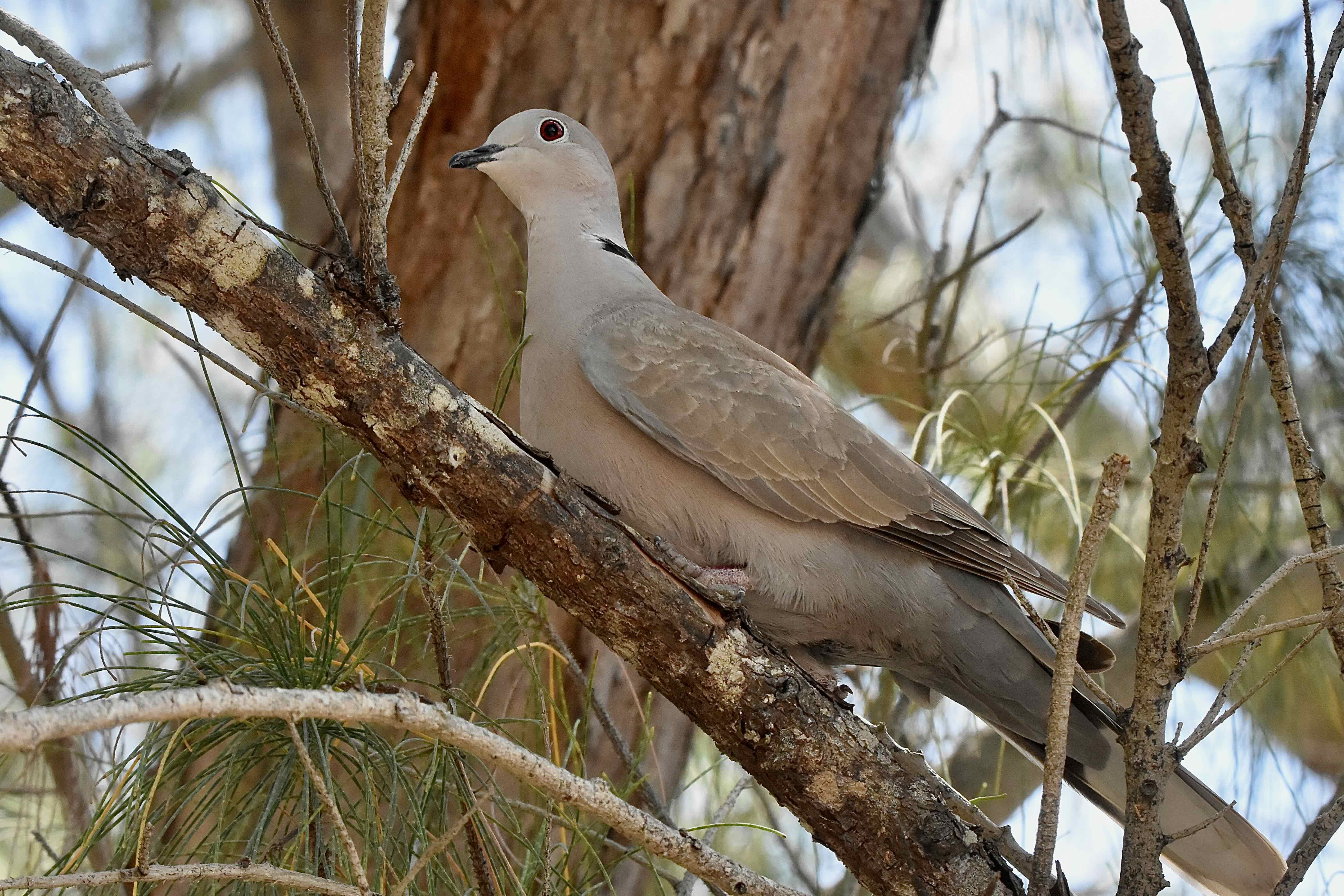 eurasian.collared.dove