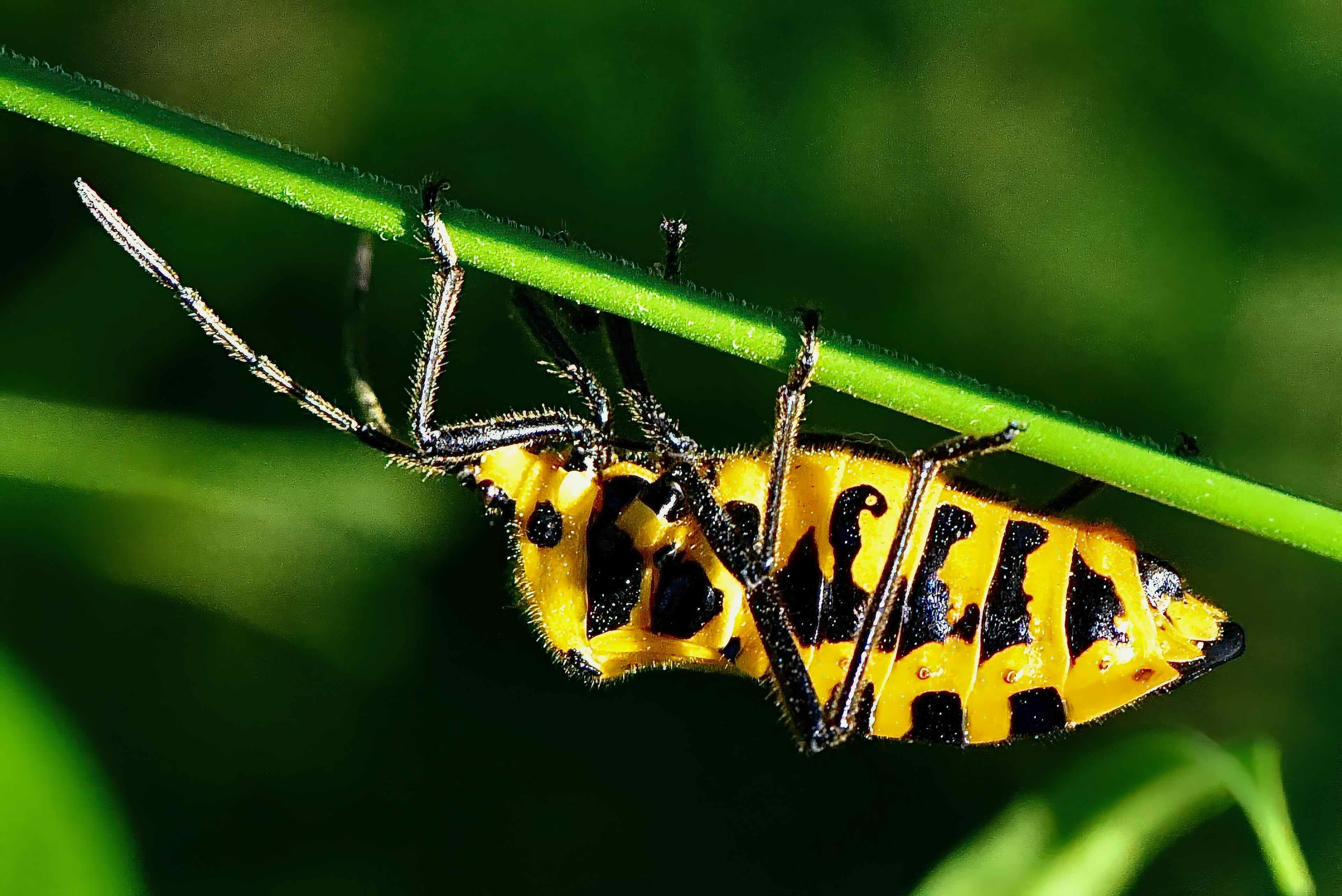 giant milkweed bug
