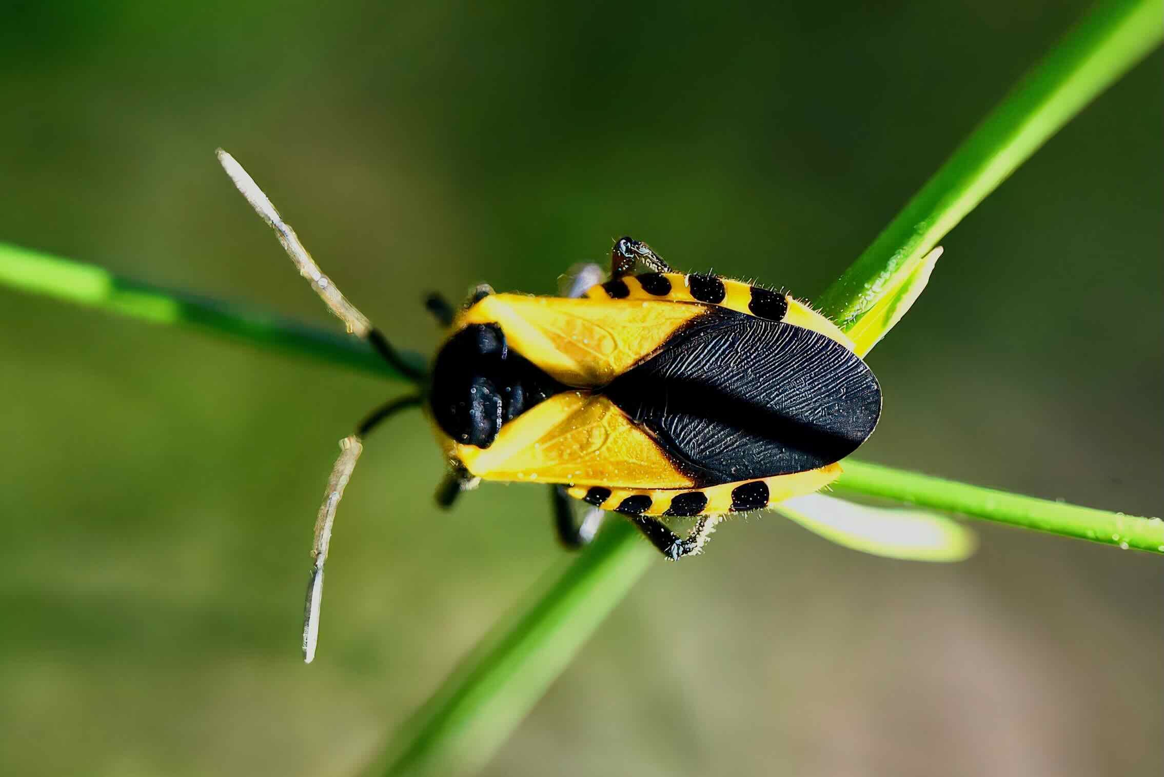 giant milkweed bug