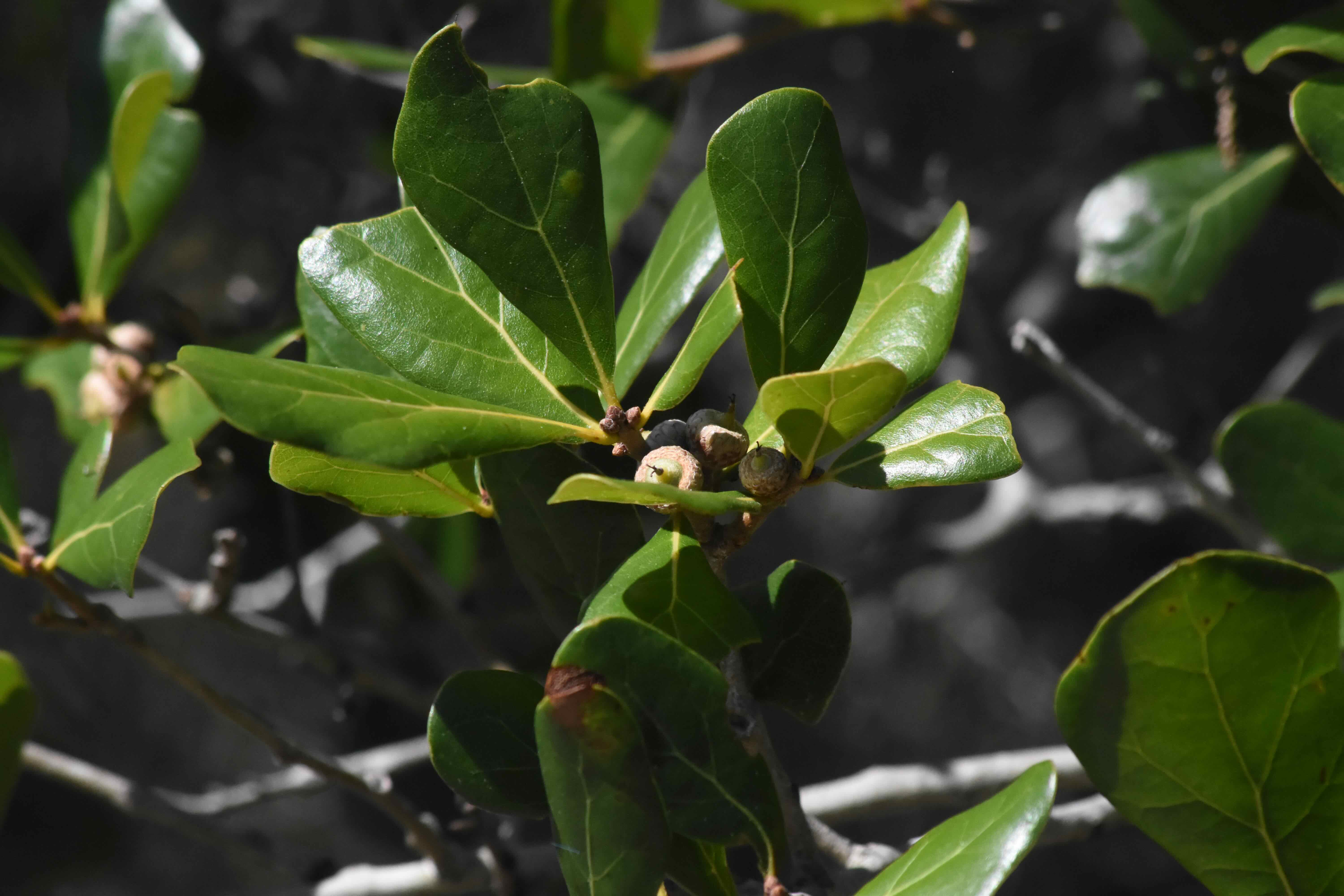 myrtle oak