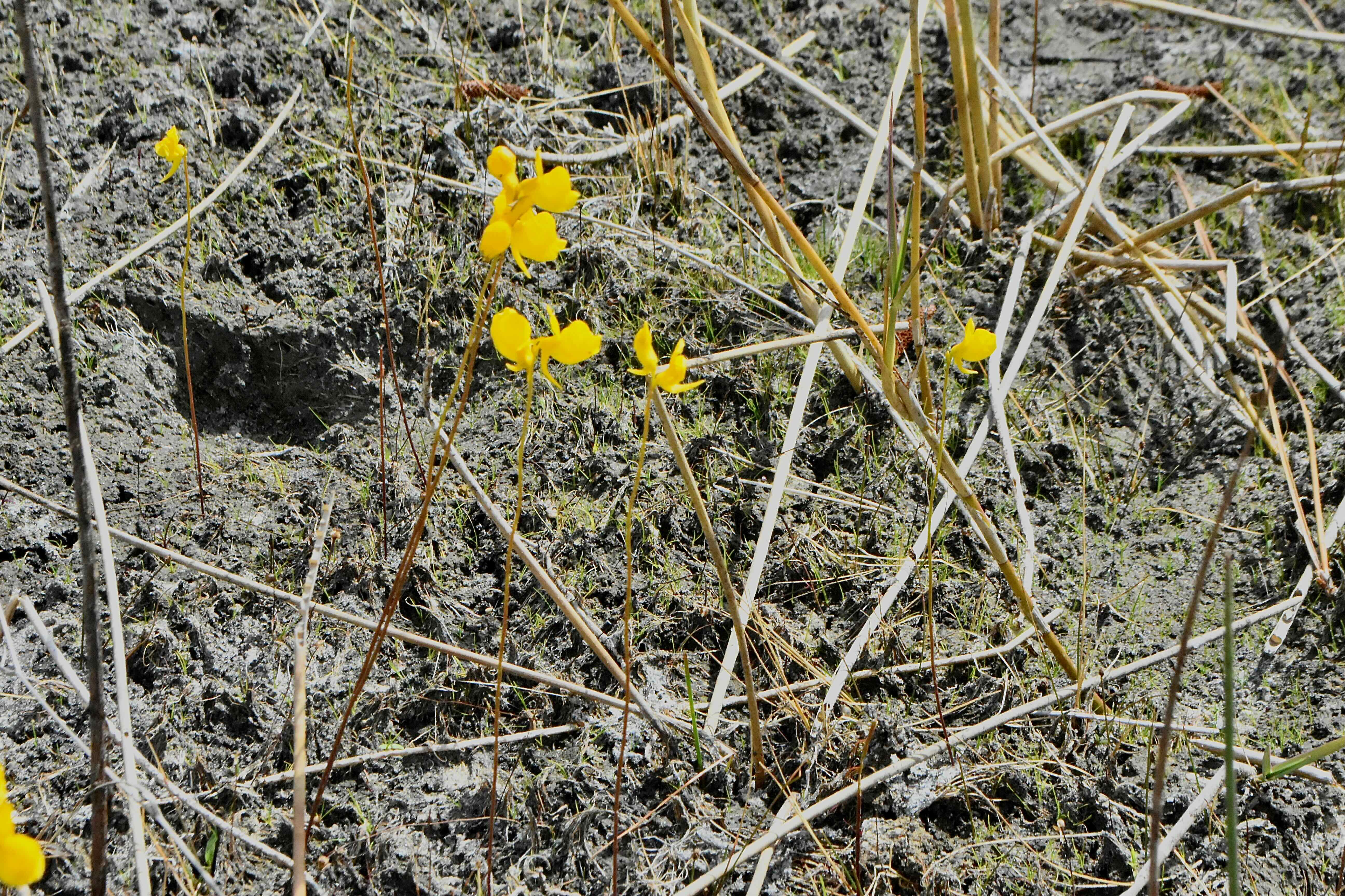 horned bladderwort