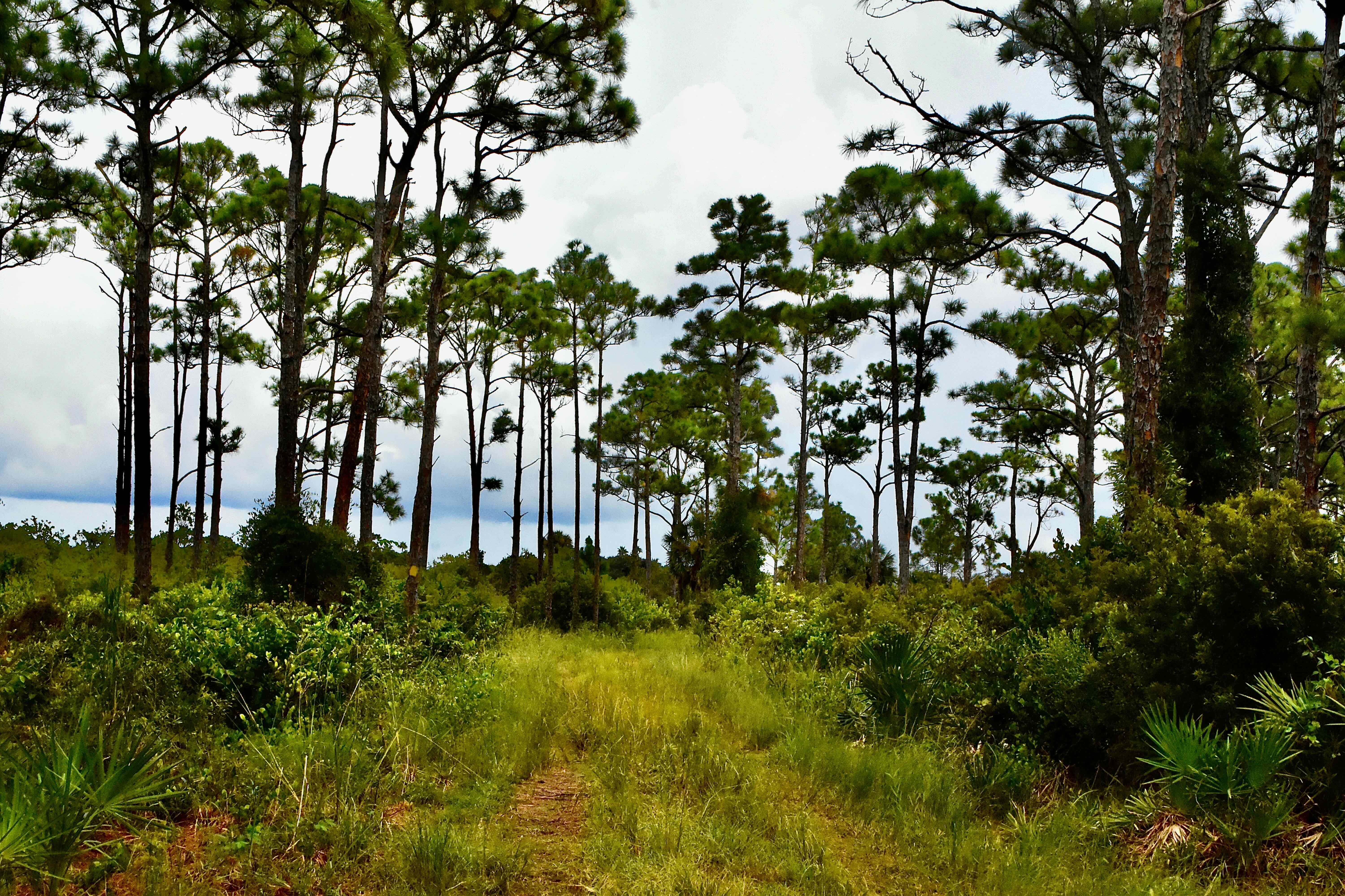 flatwoods and intracoastal
