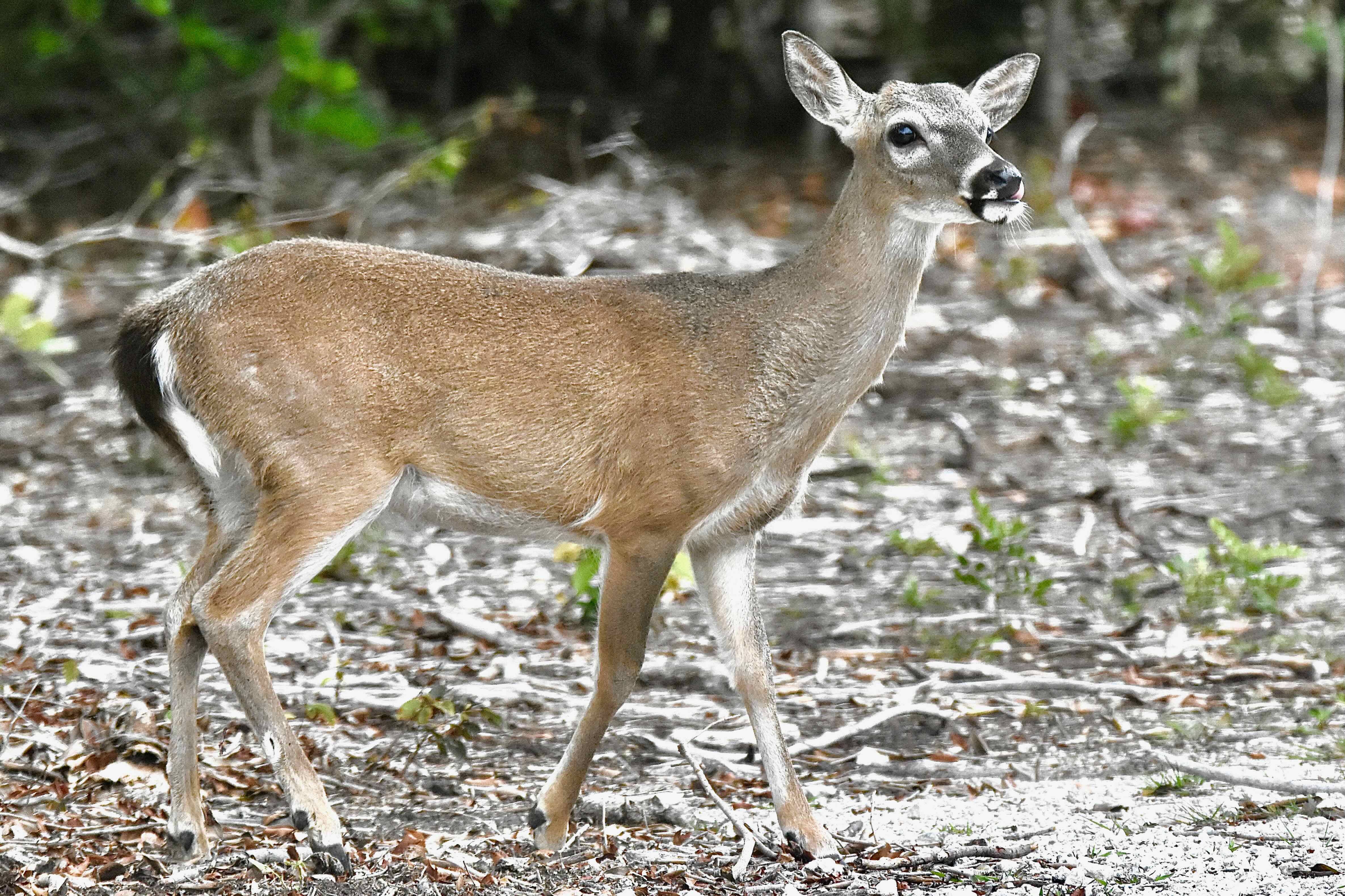 key deer