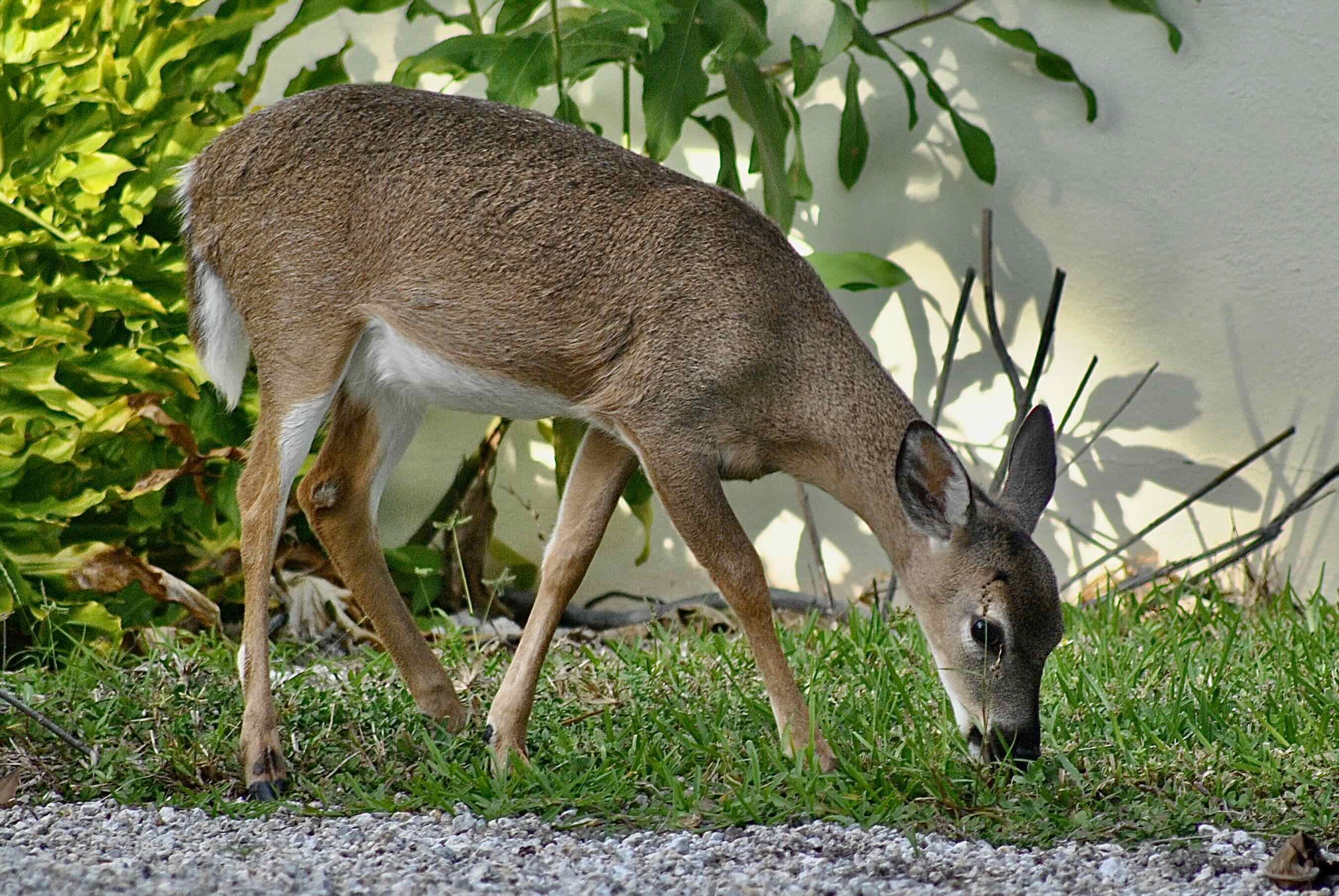 key deer