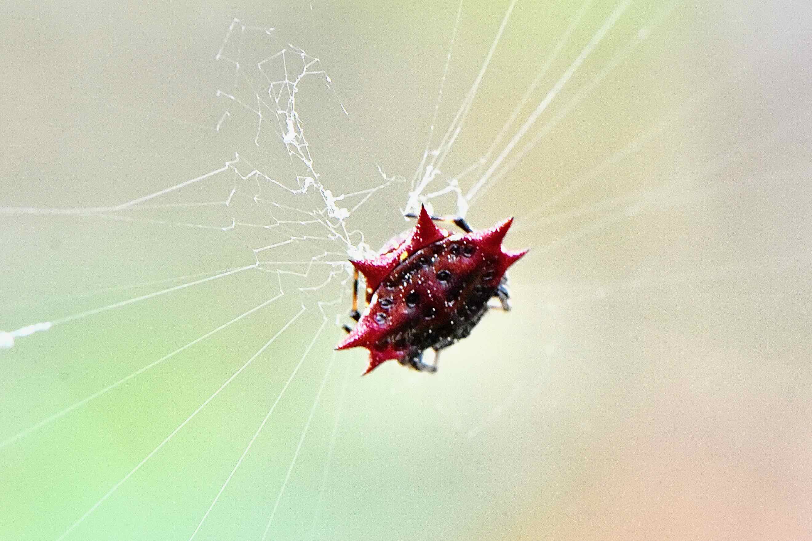 red spiny orb spider