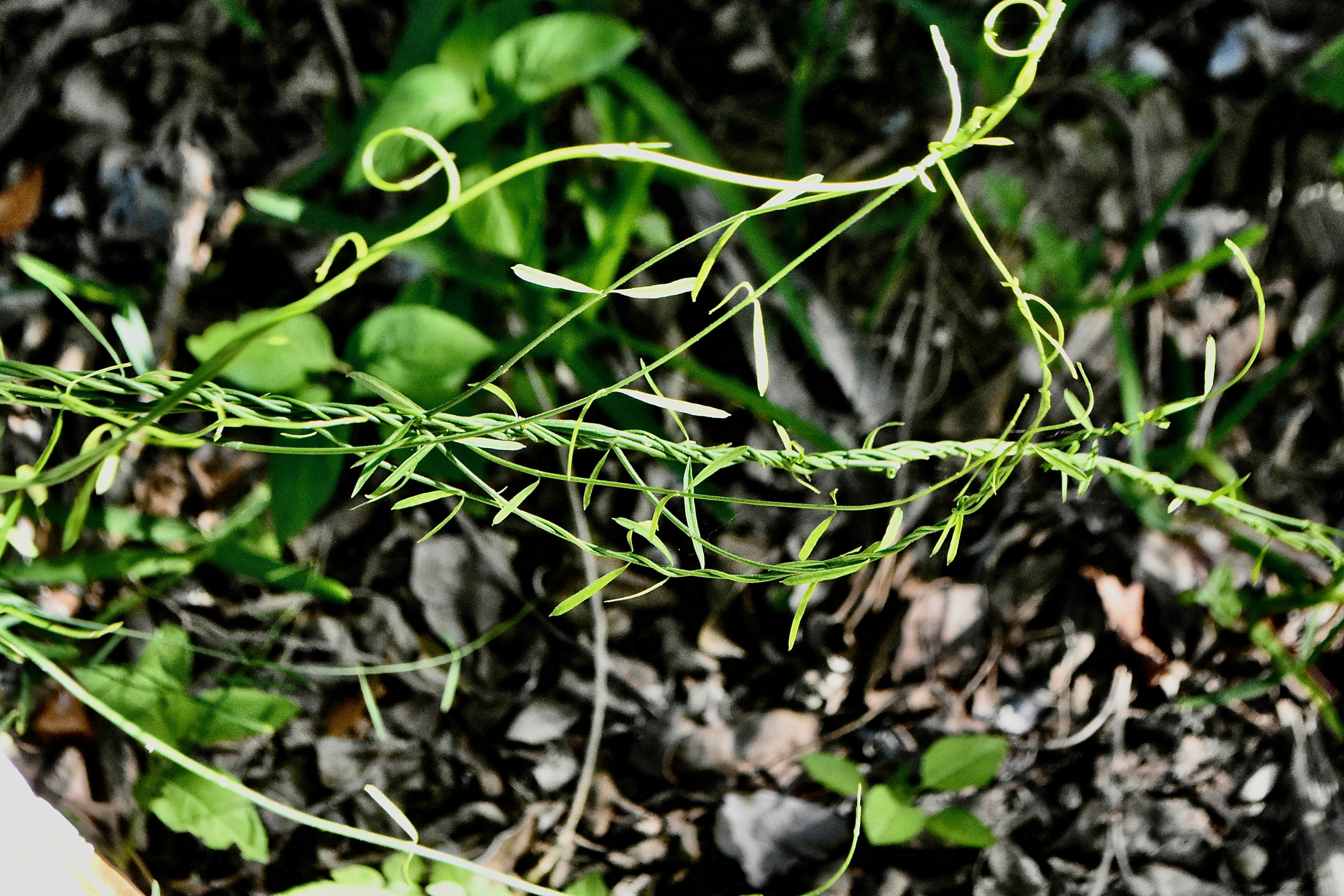 leafless swallowwort