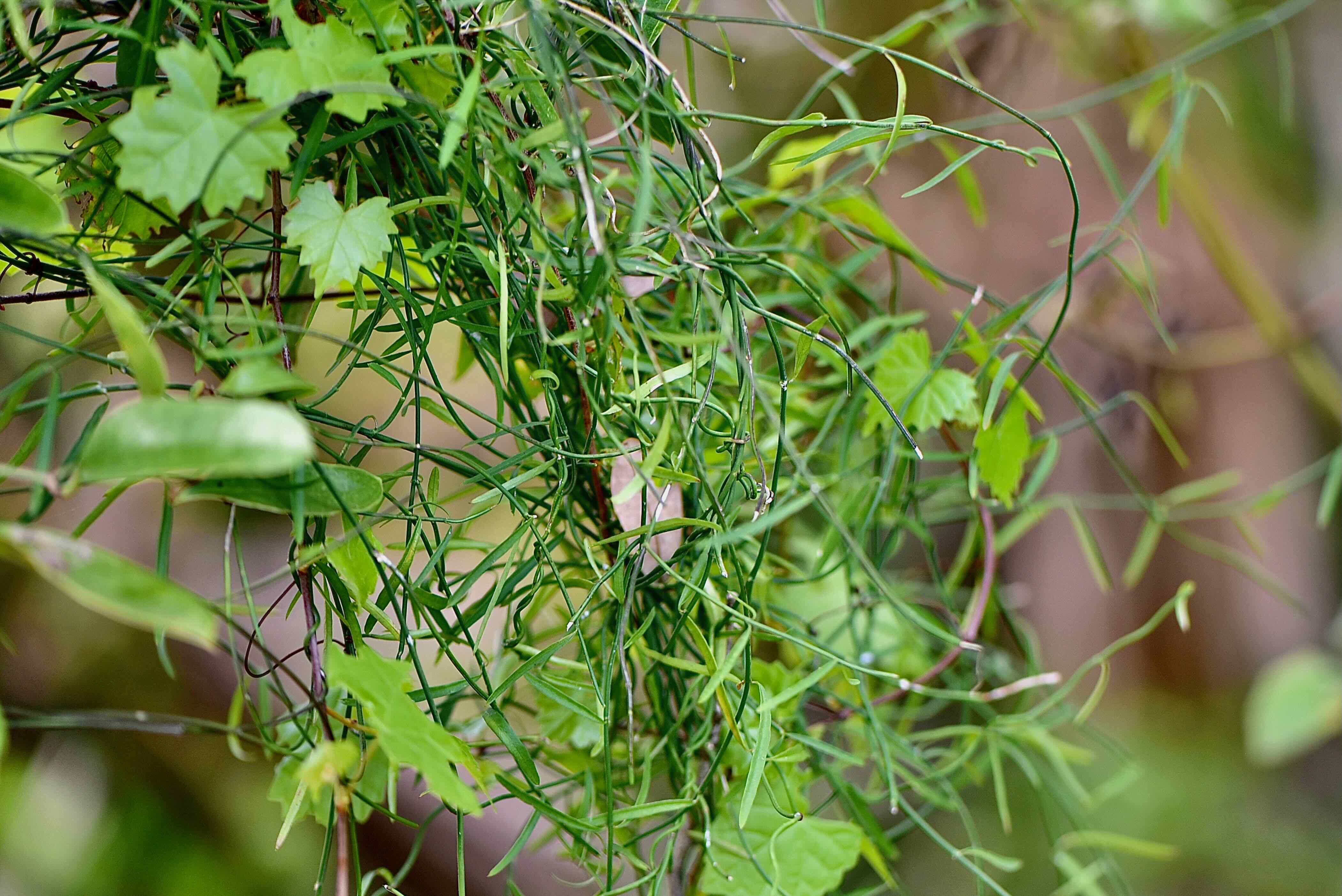leafless swallowwort