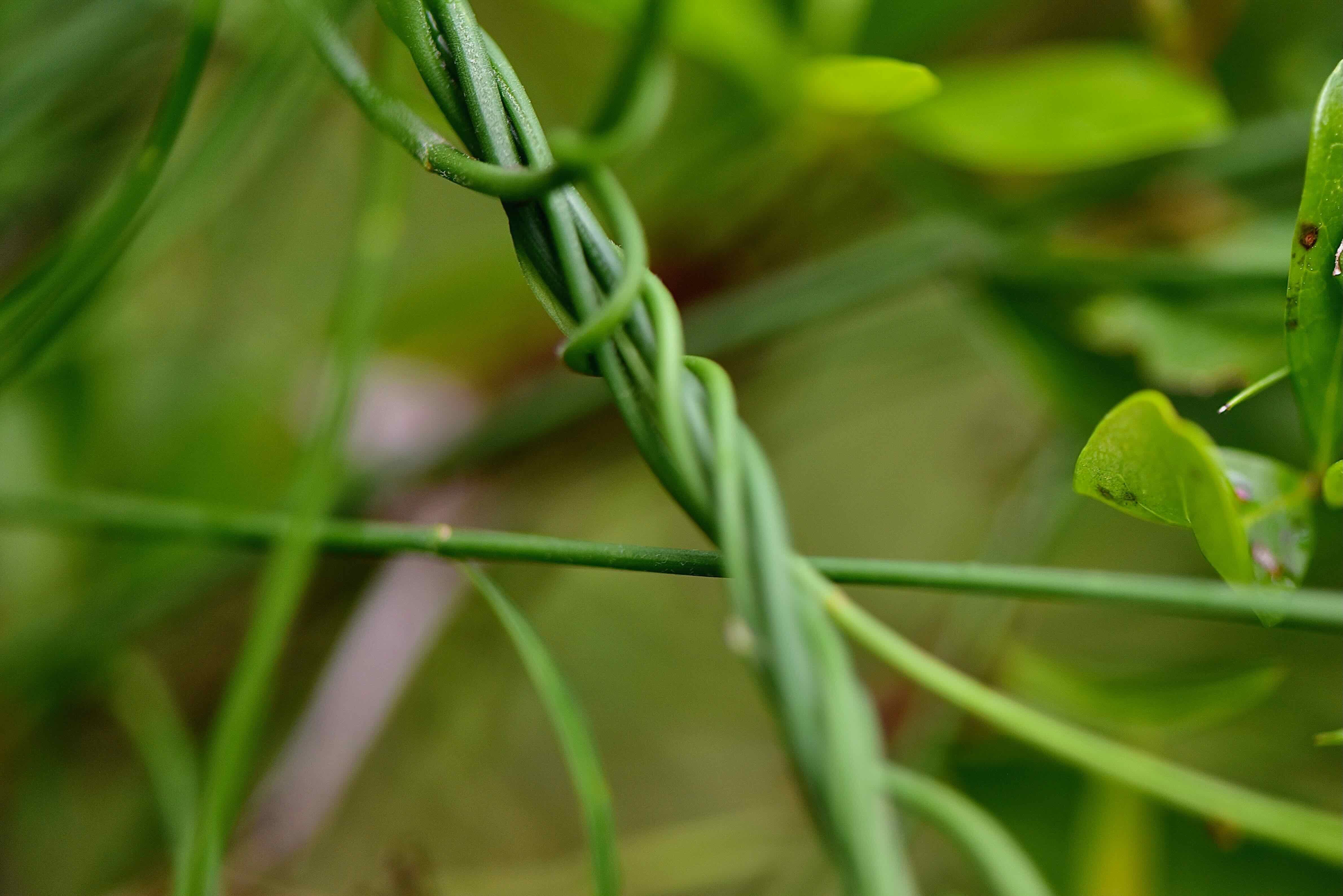 leafless swallowwort
