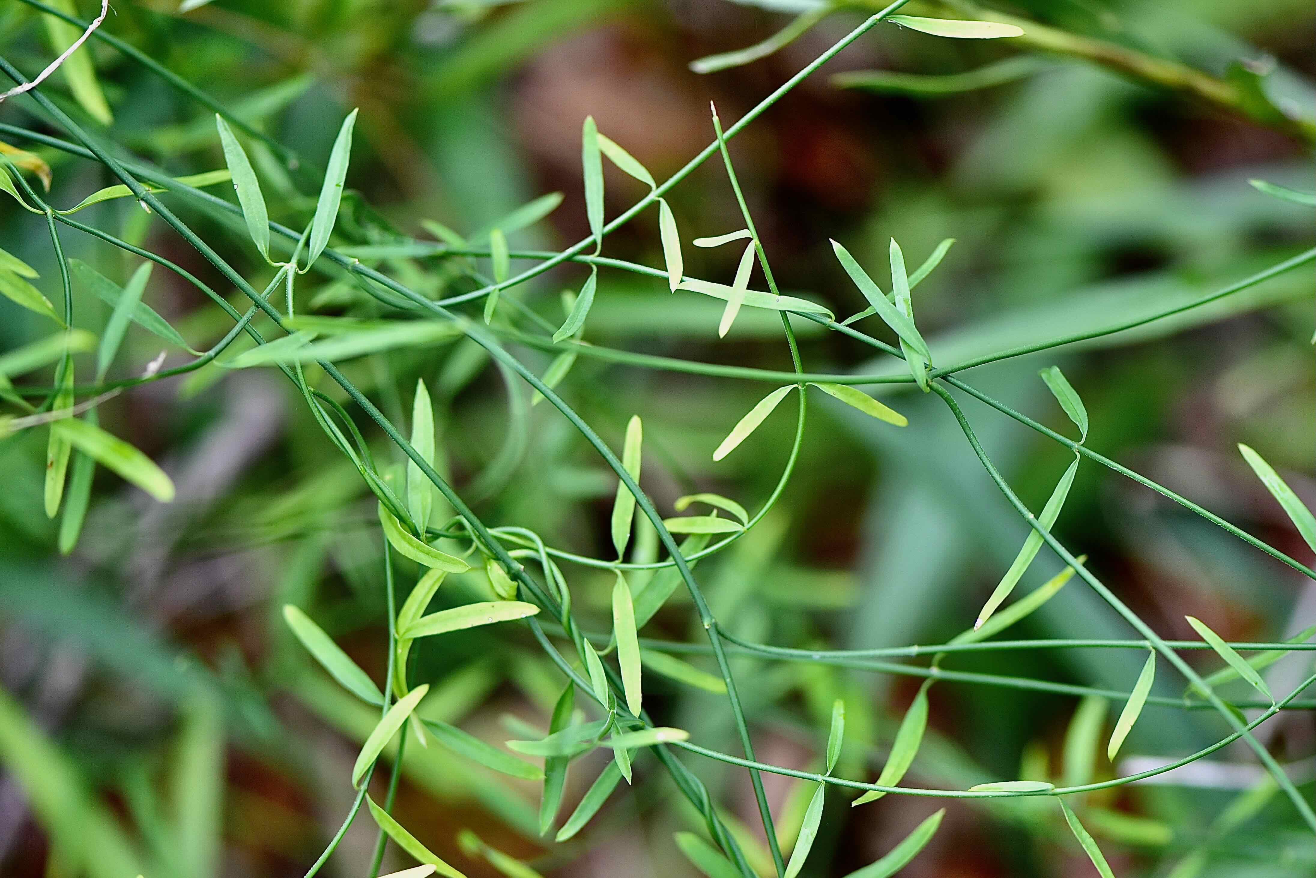 leafless swallowwort