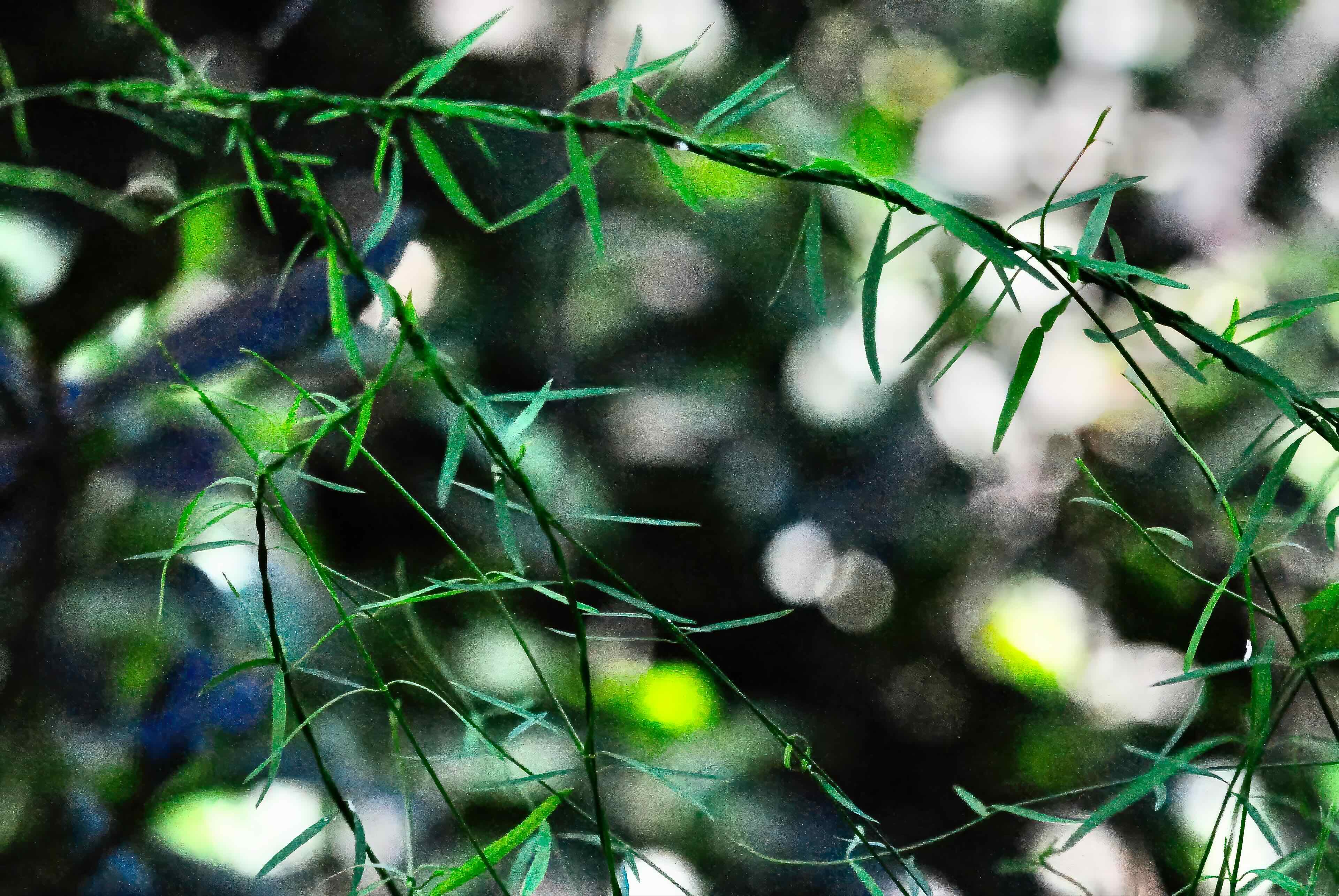 leafless swallowwort