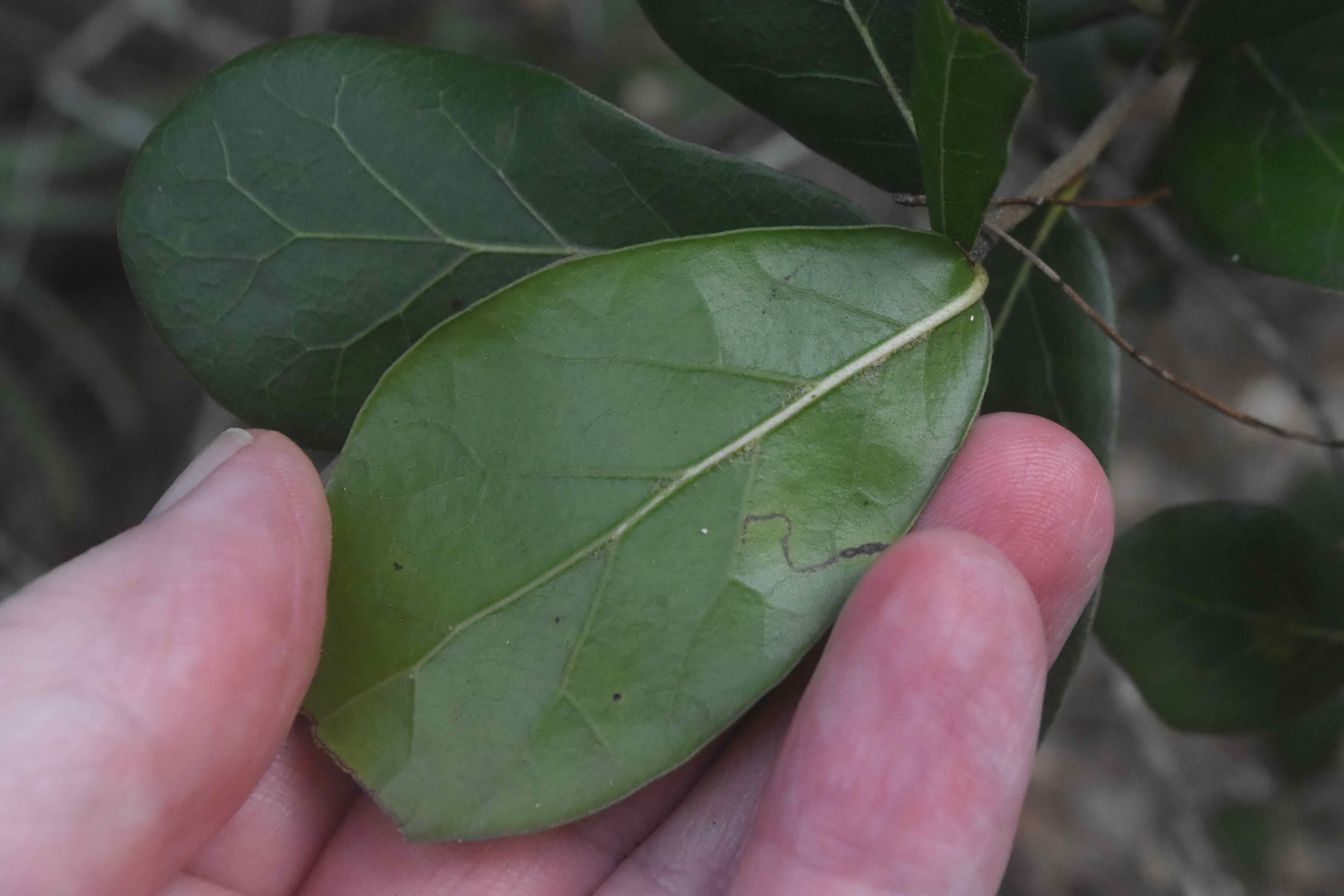 myrtle oak