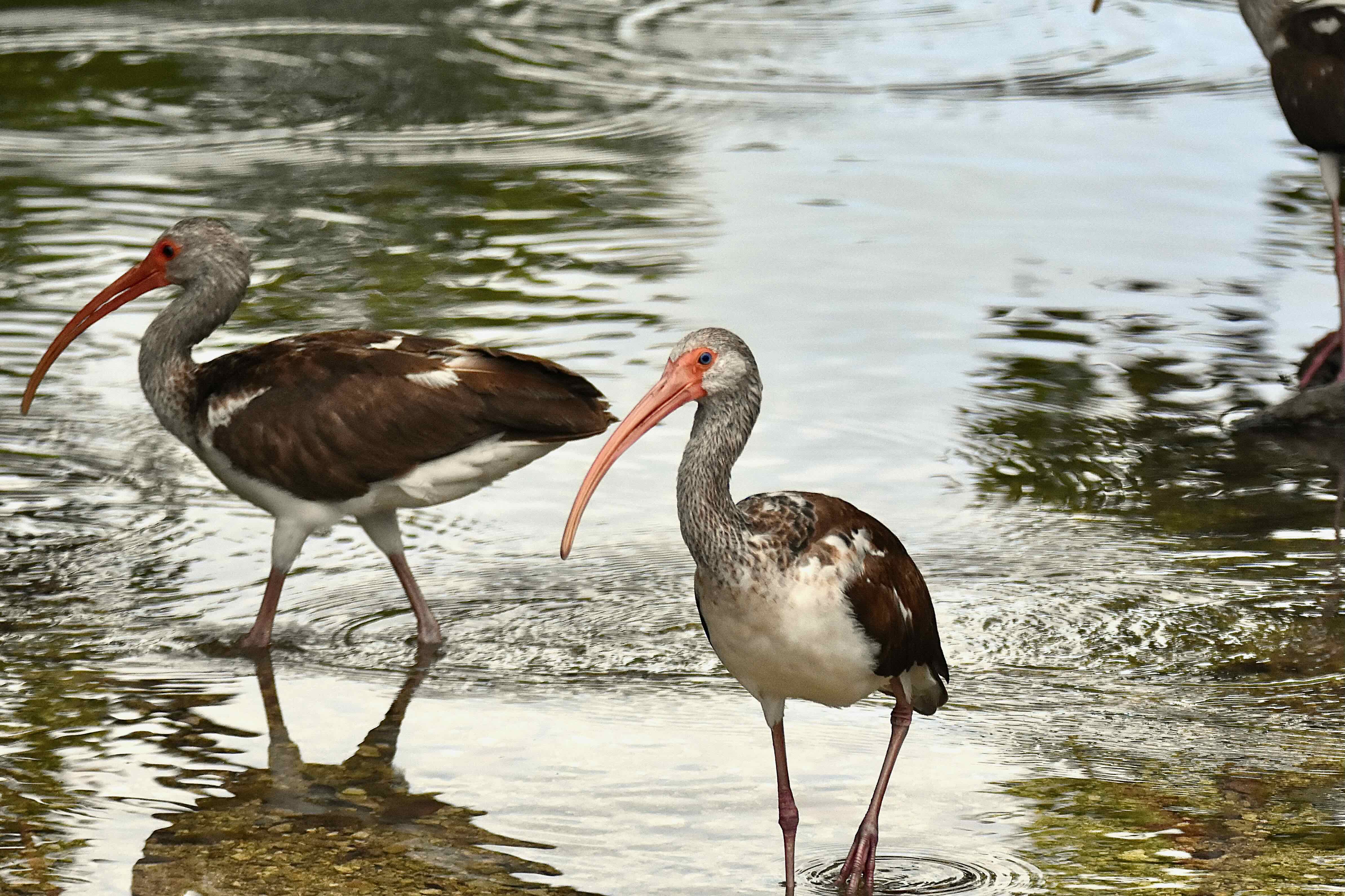 2 ibises