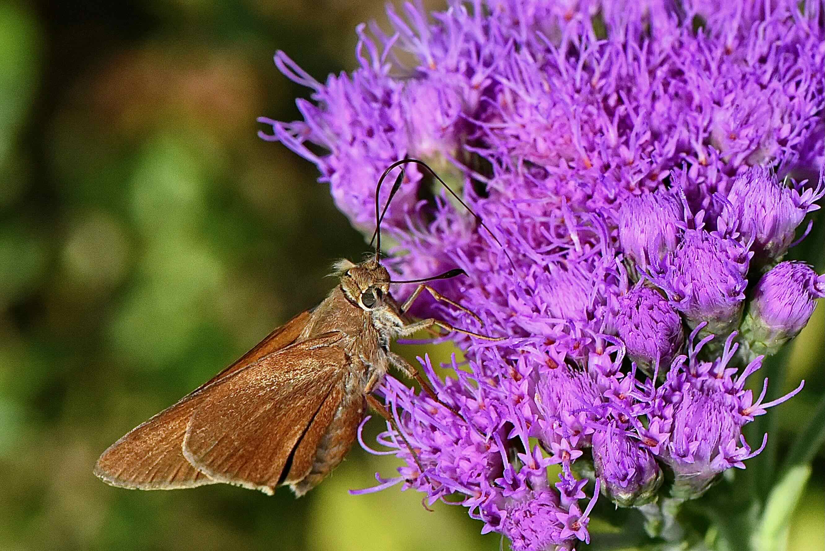 pineland purple with monk skipper