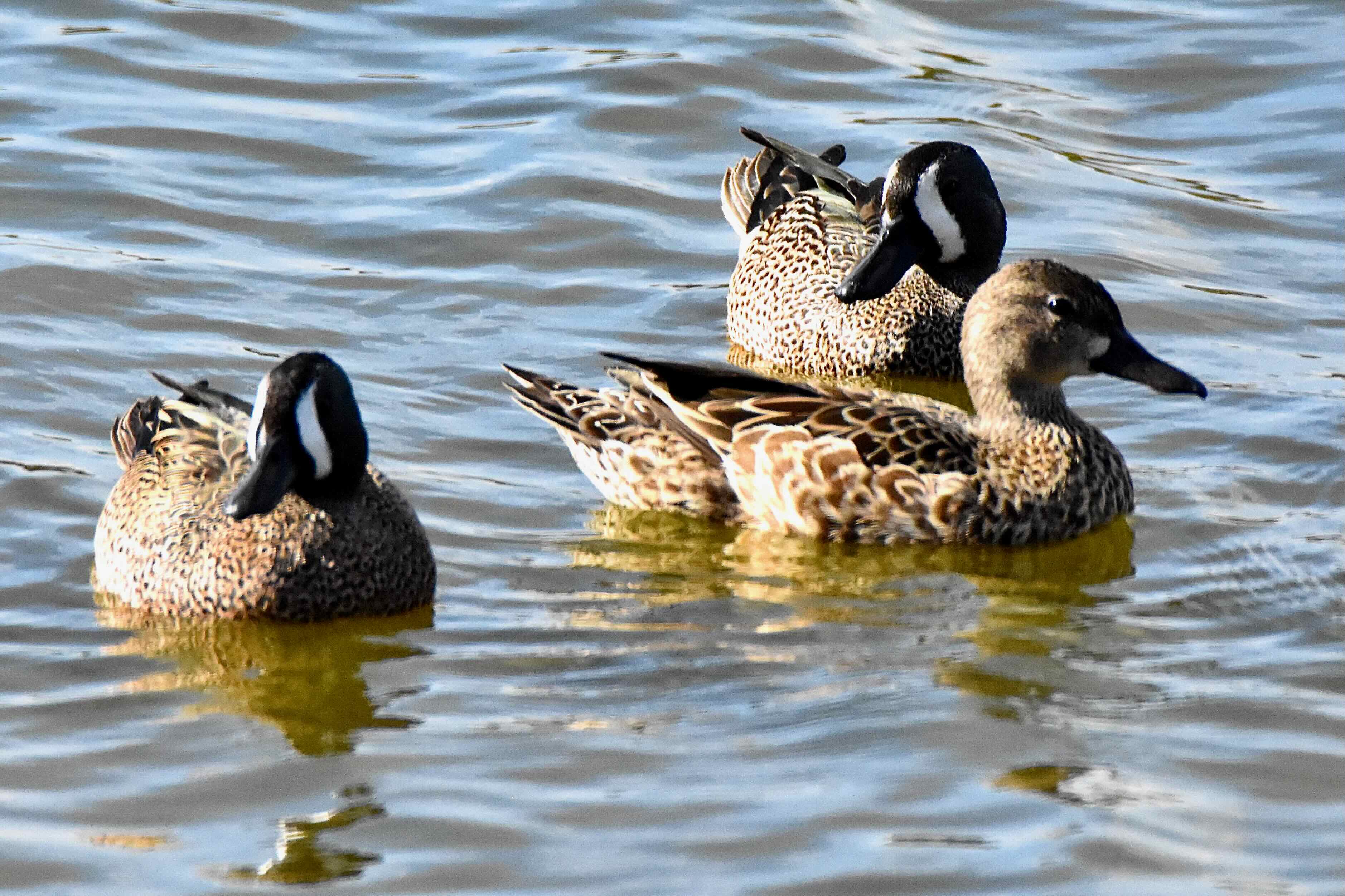 3 blue-winged teals