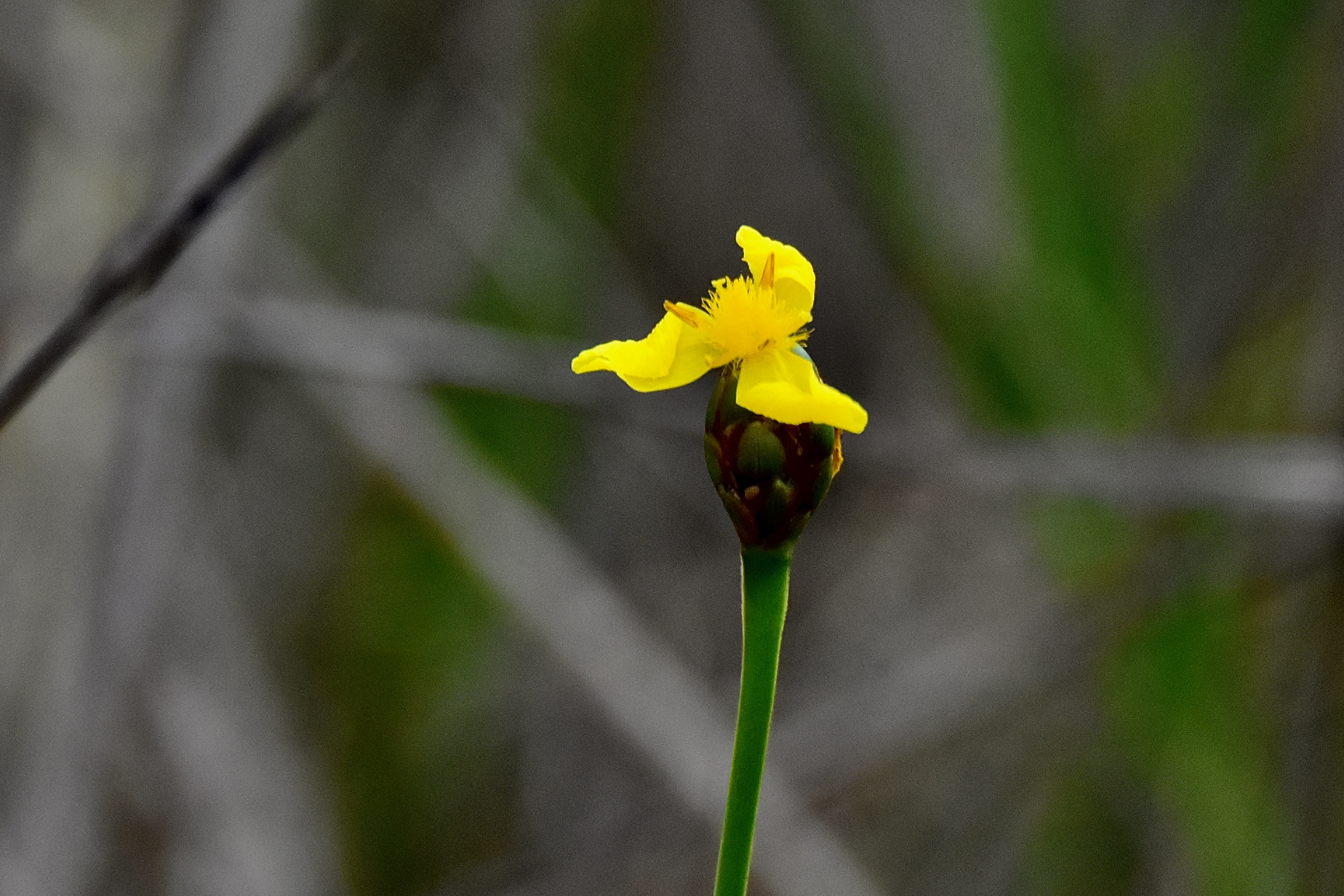 richard's yellow-eyed grass