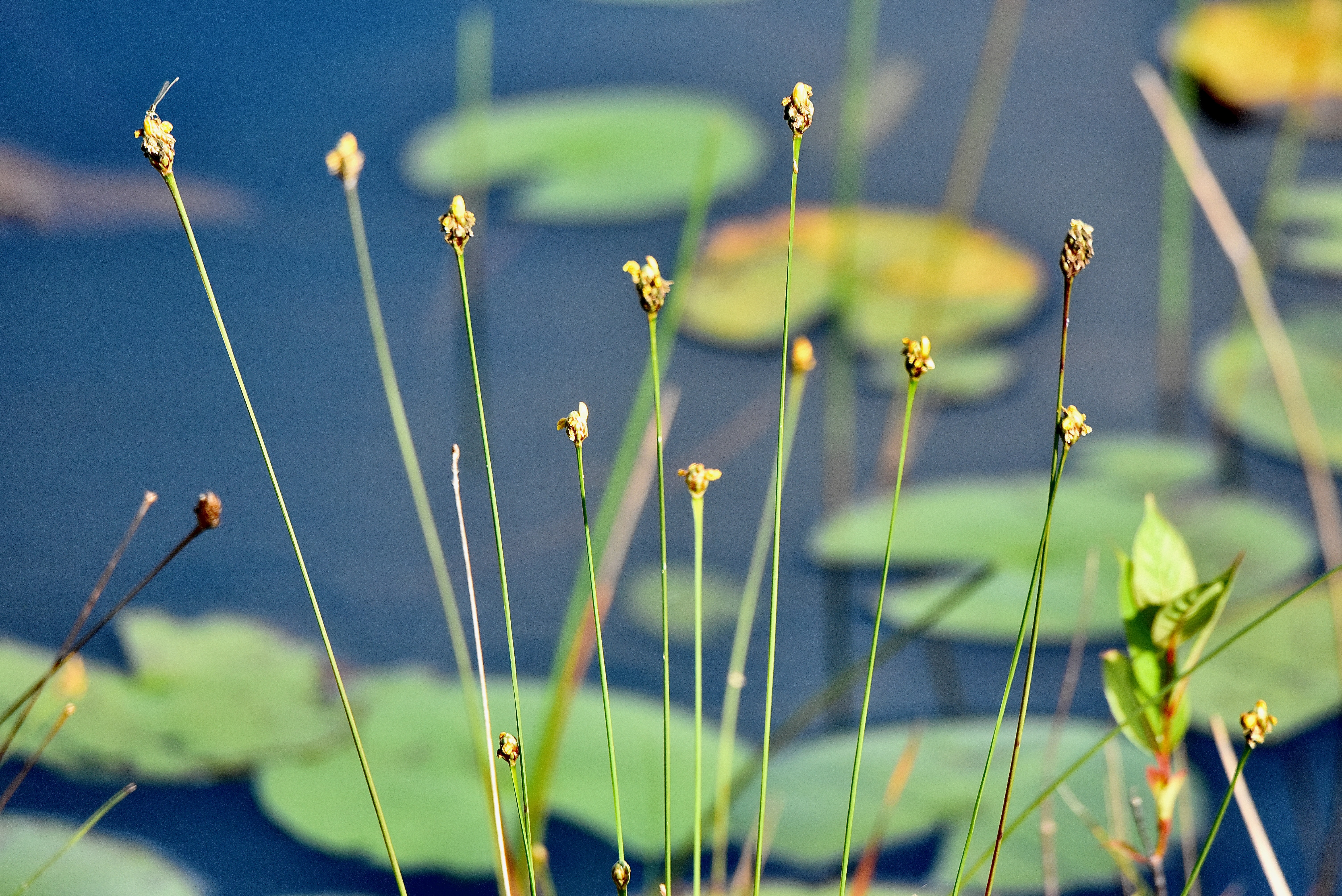 richard's yellow-eyed grasss