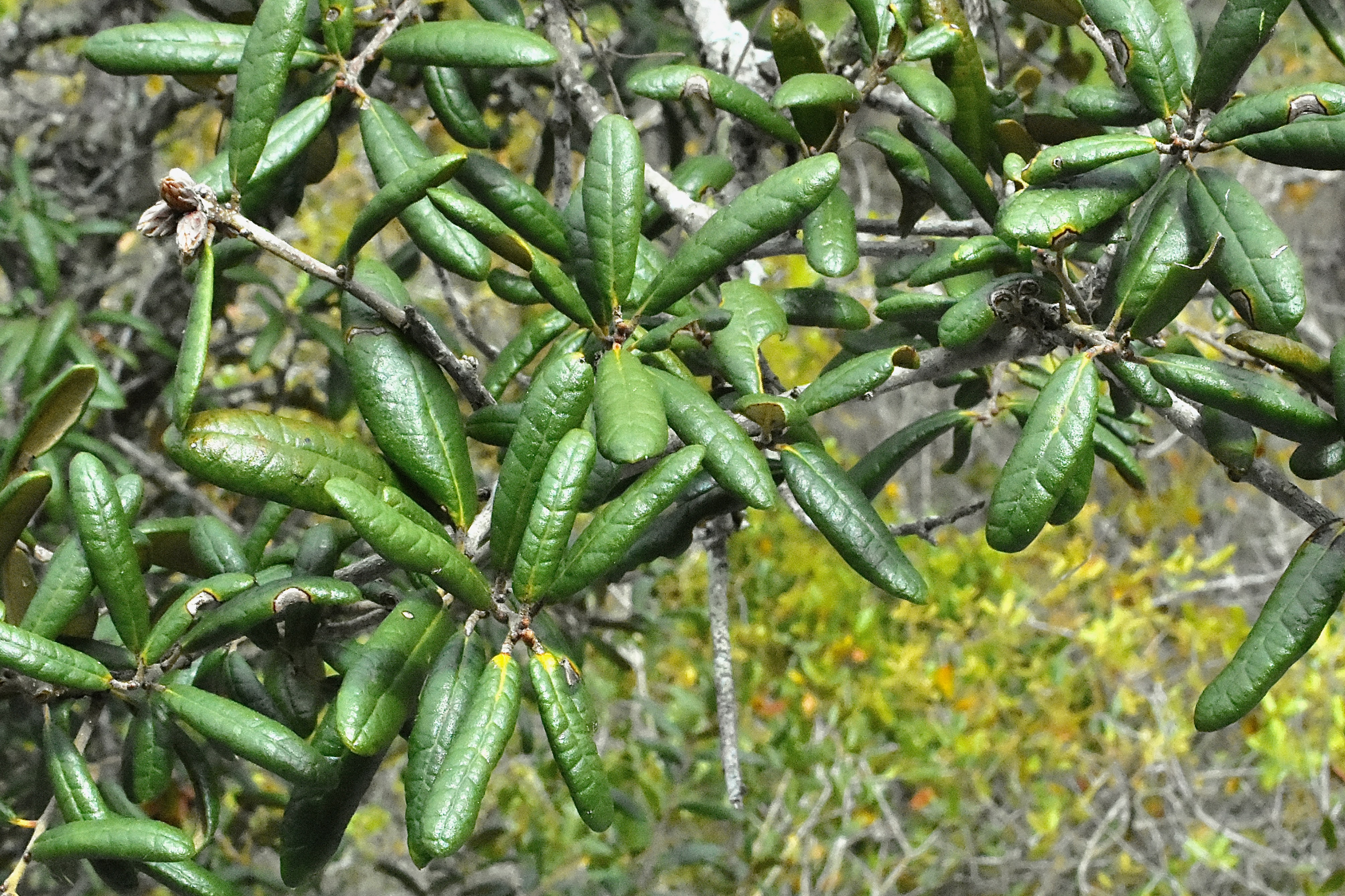 sand live oak