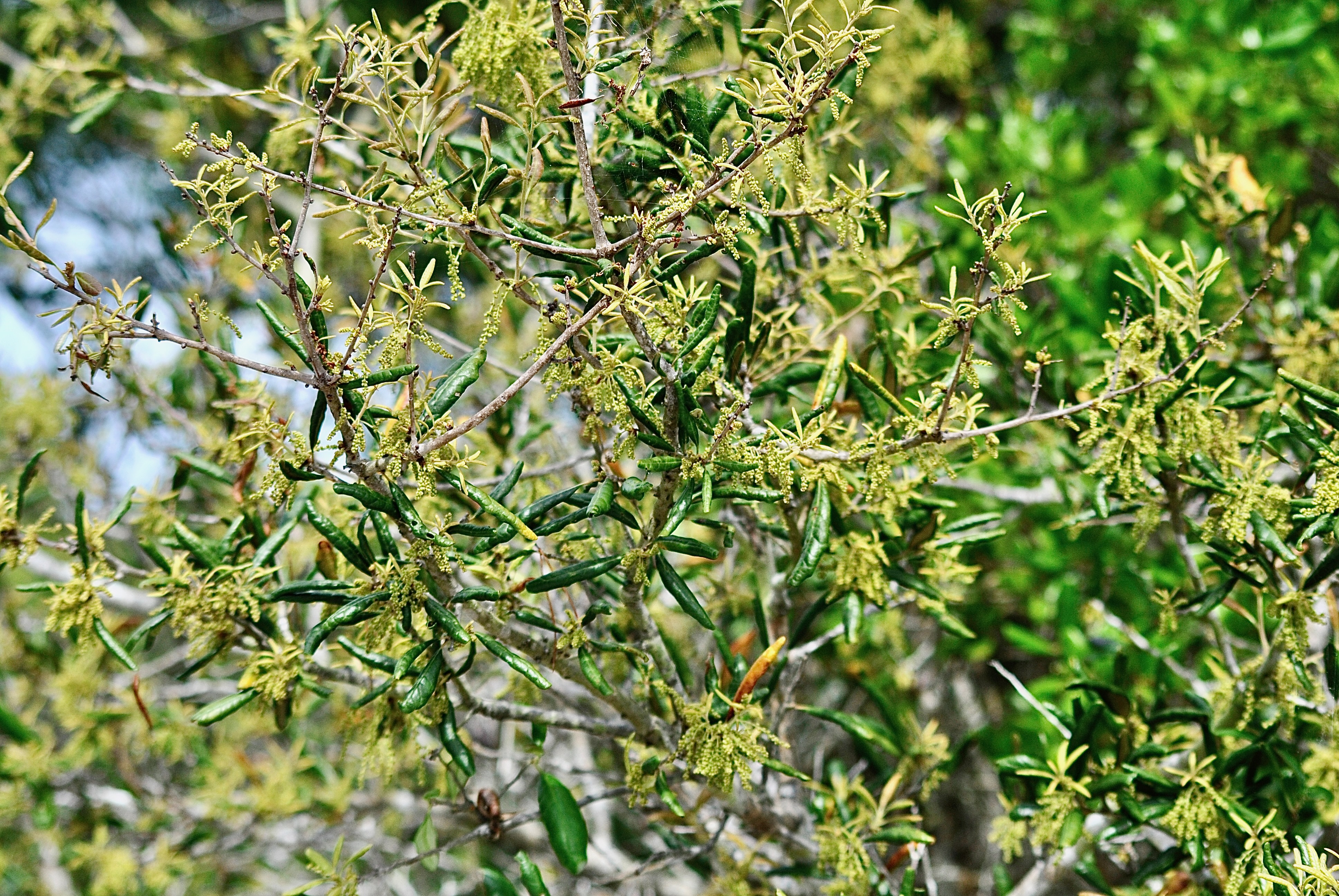 sand live oak