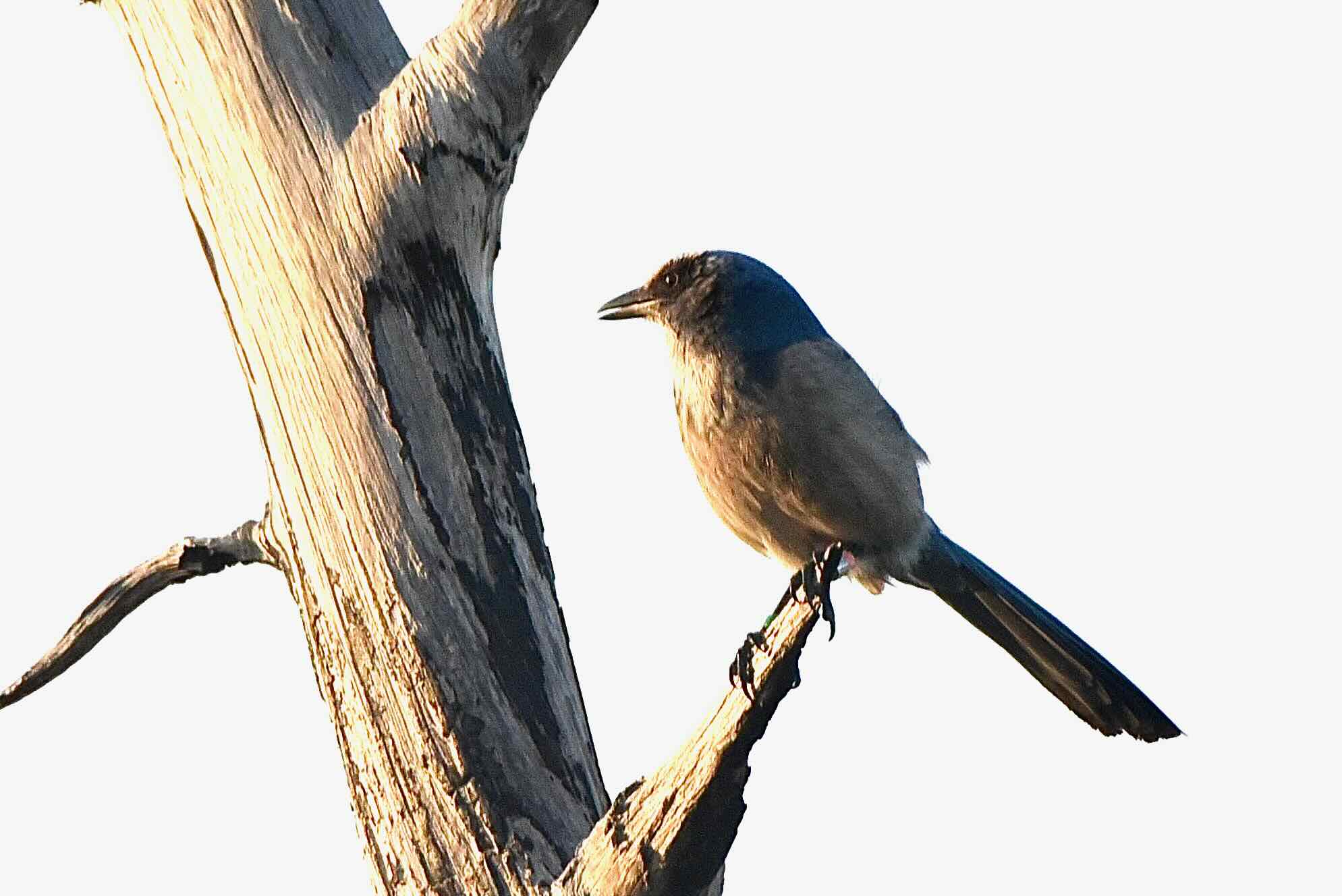 perched scrub jay