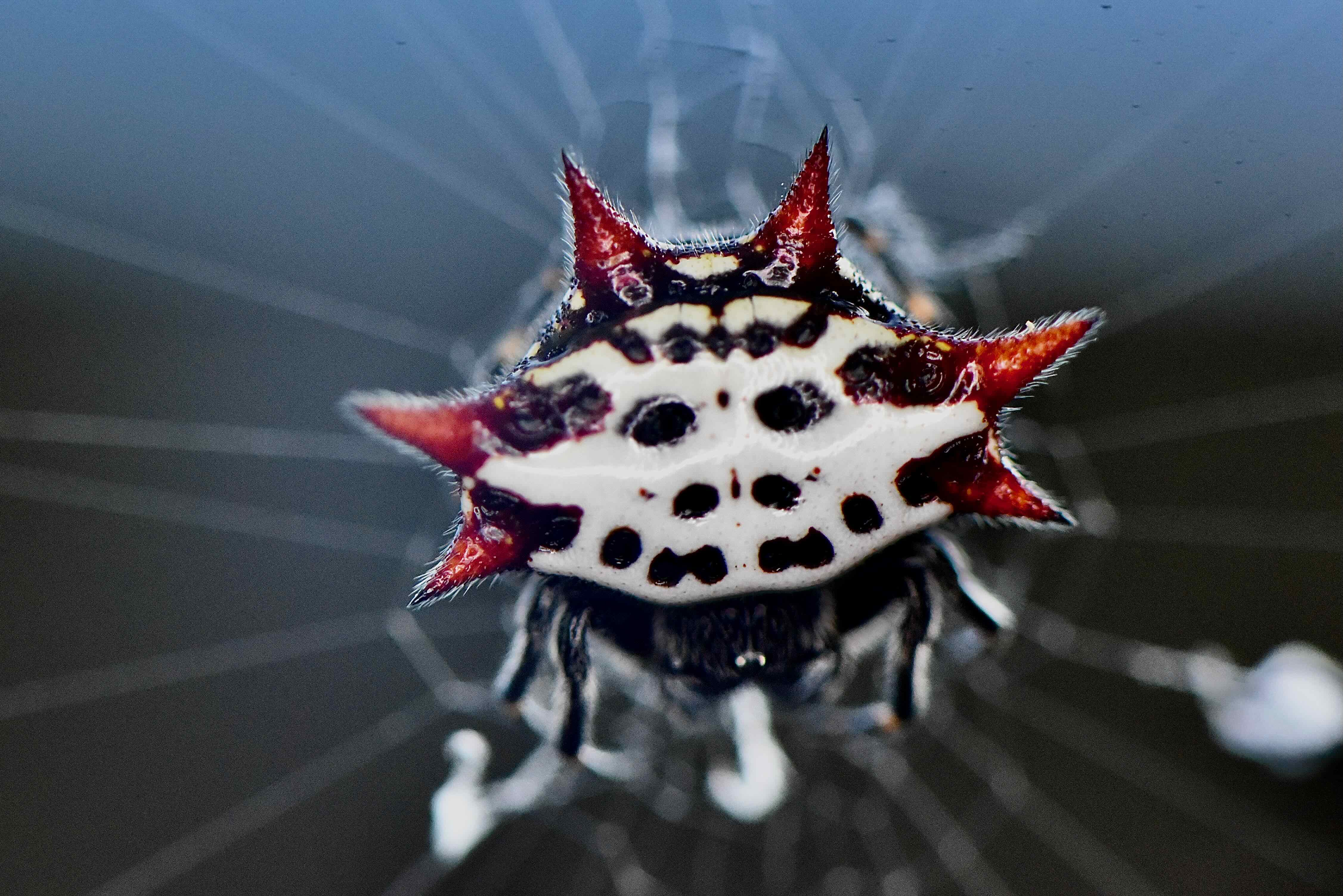 spiny orb spider