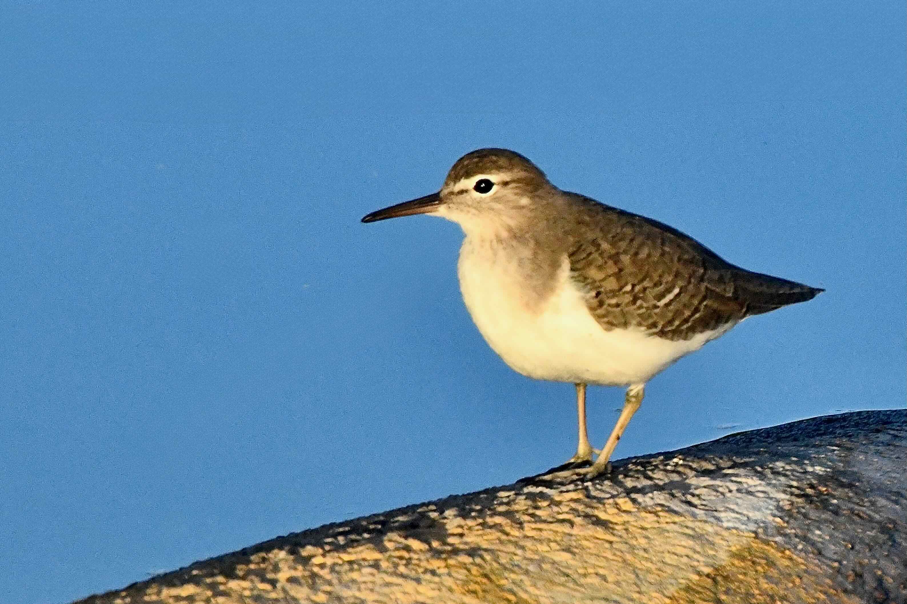 spotted sandpiper