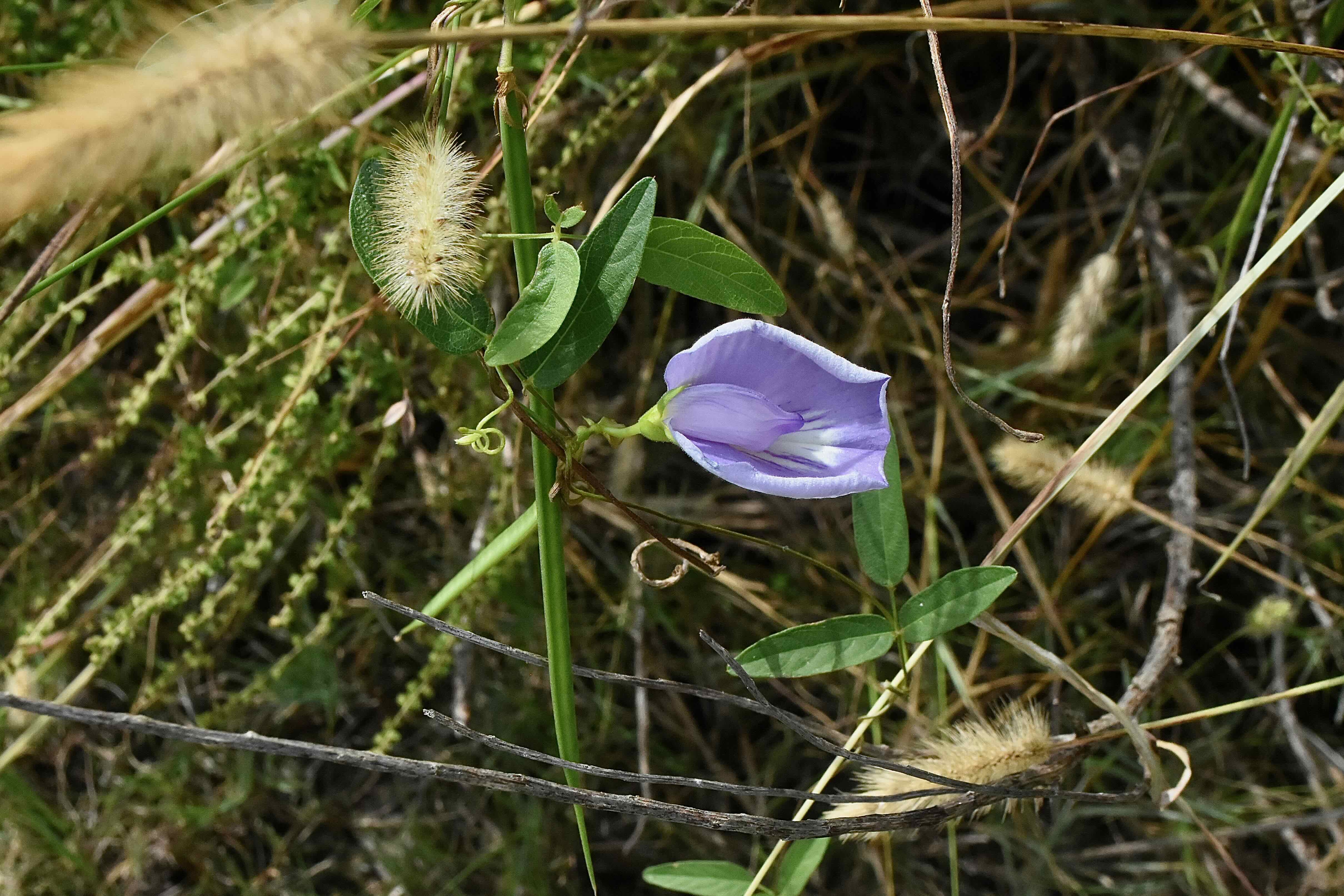 spurred butterfly pea