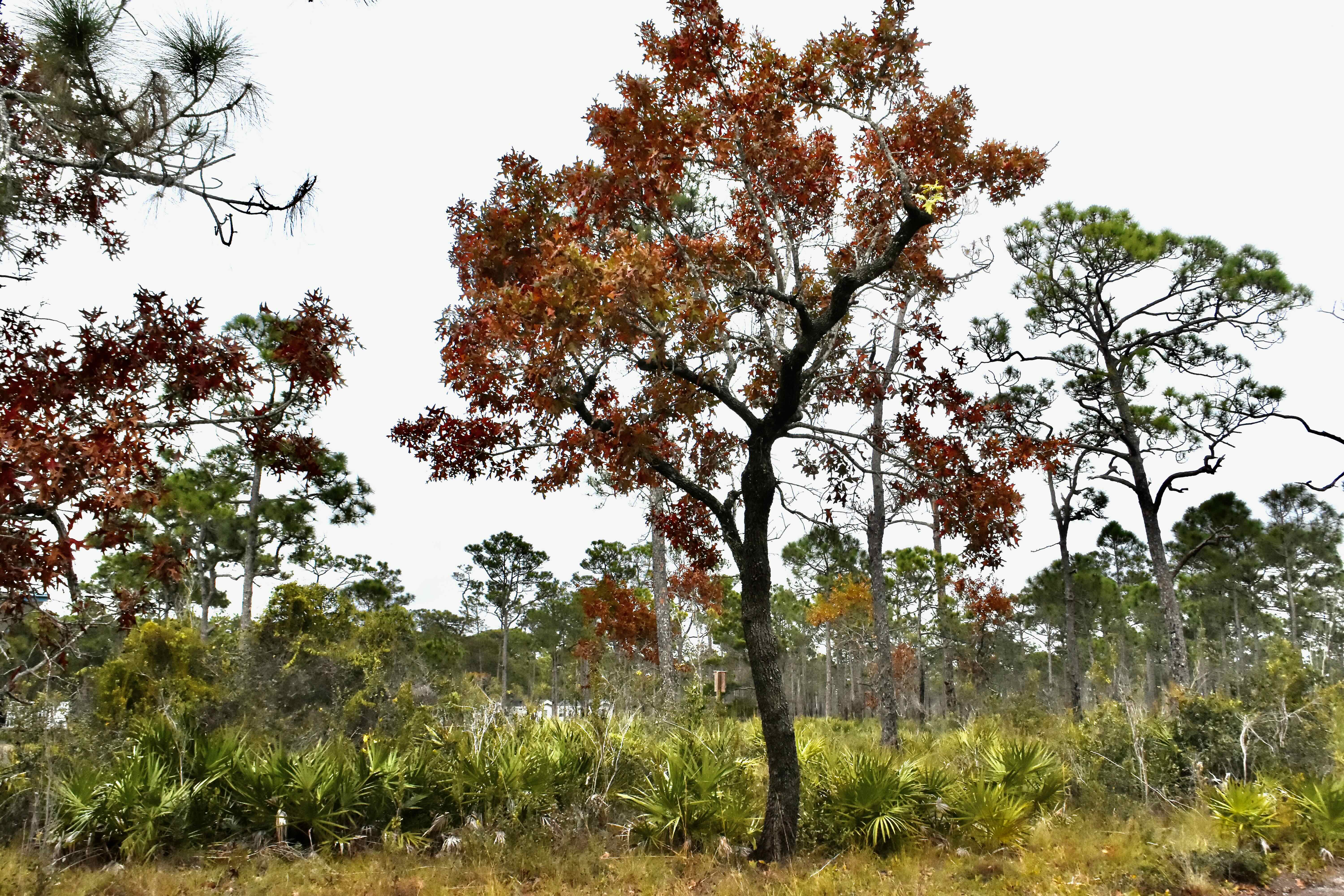 turkey oak