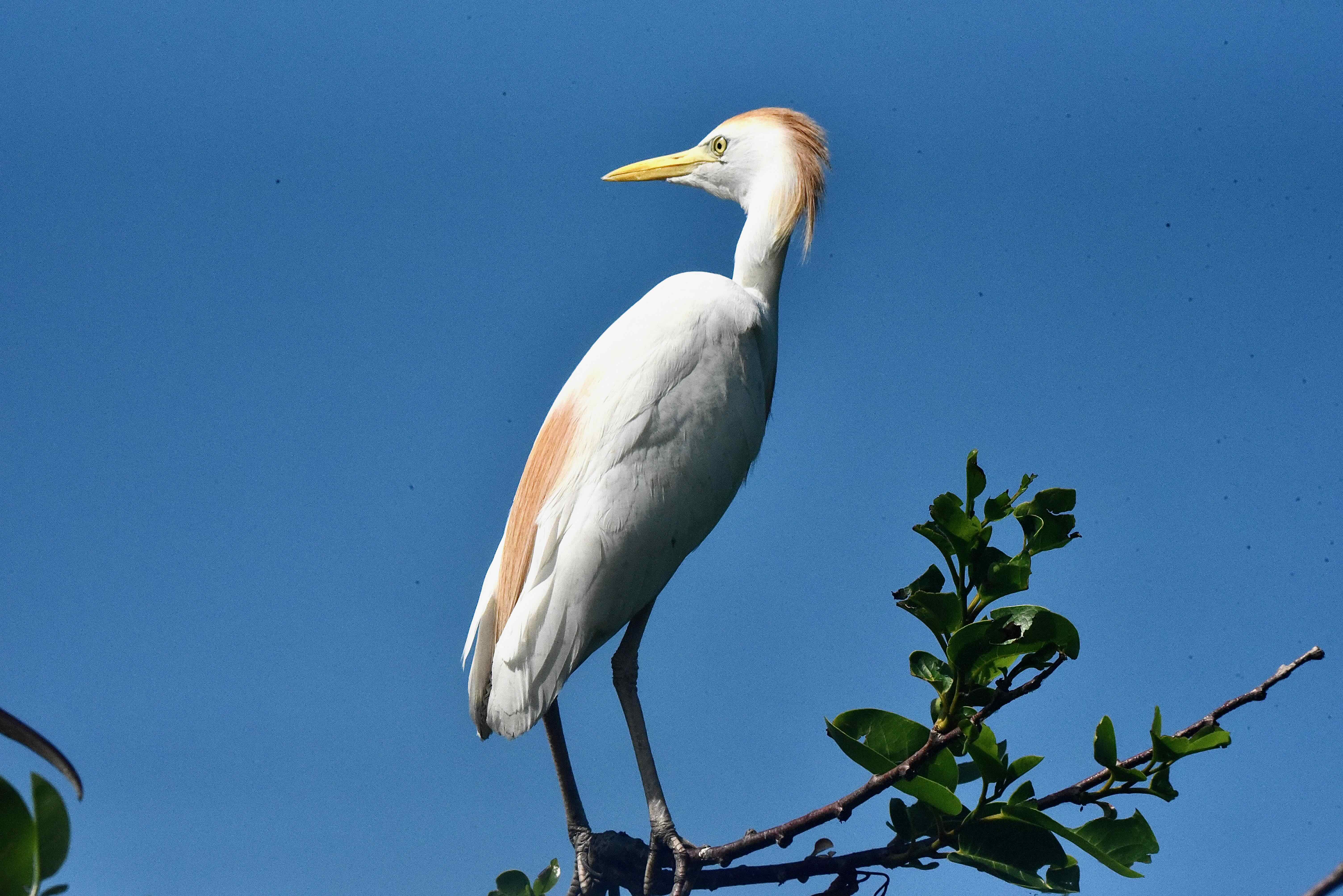 cattle egret