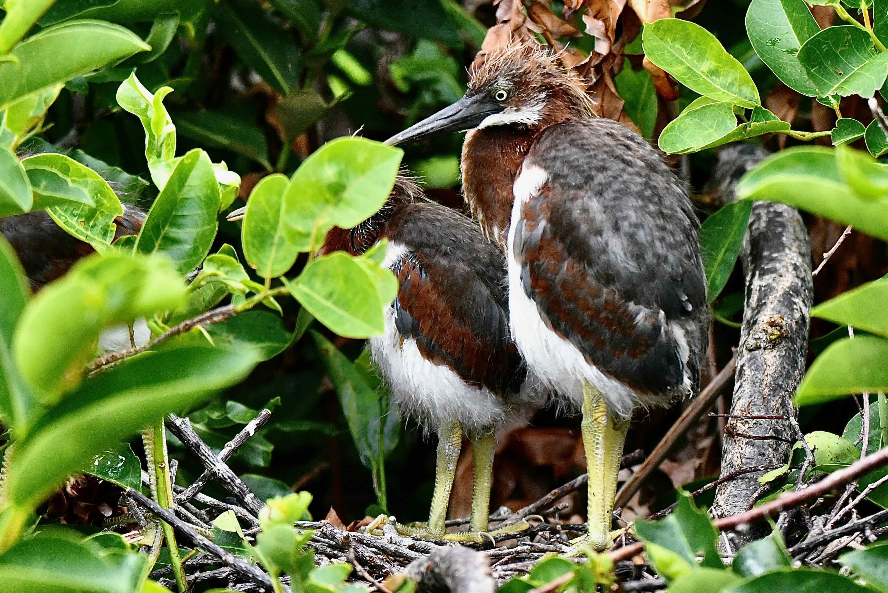 tricolored juveniles
