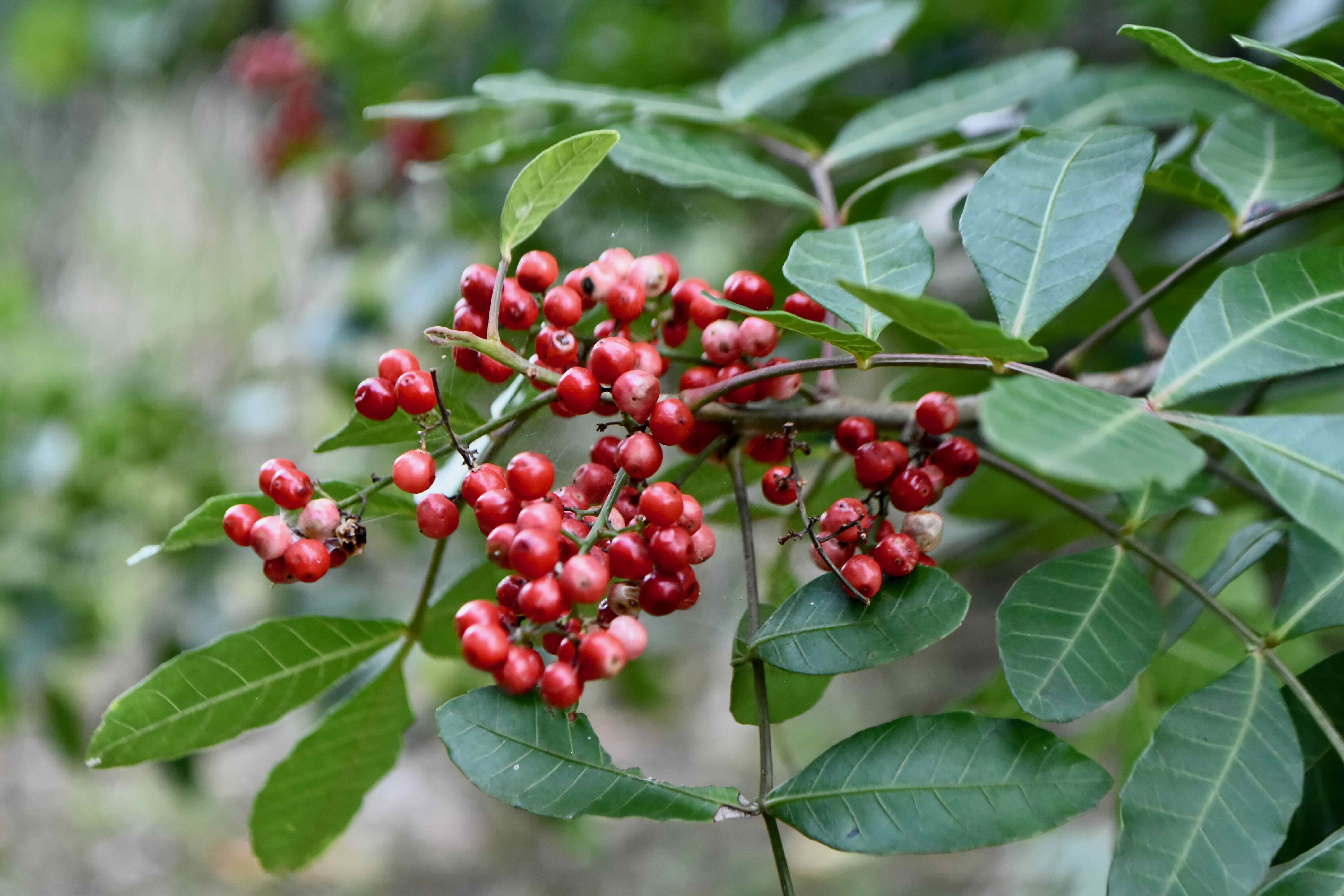 brazilian pepper