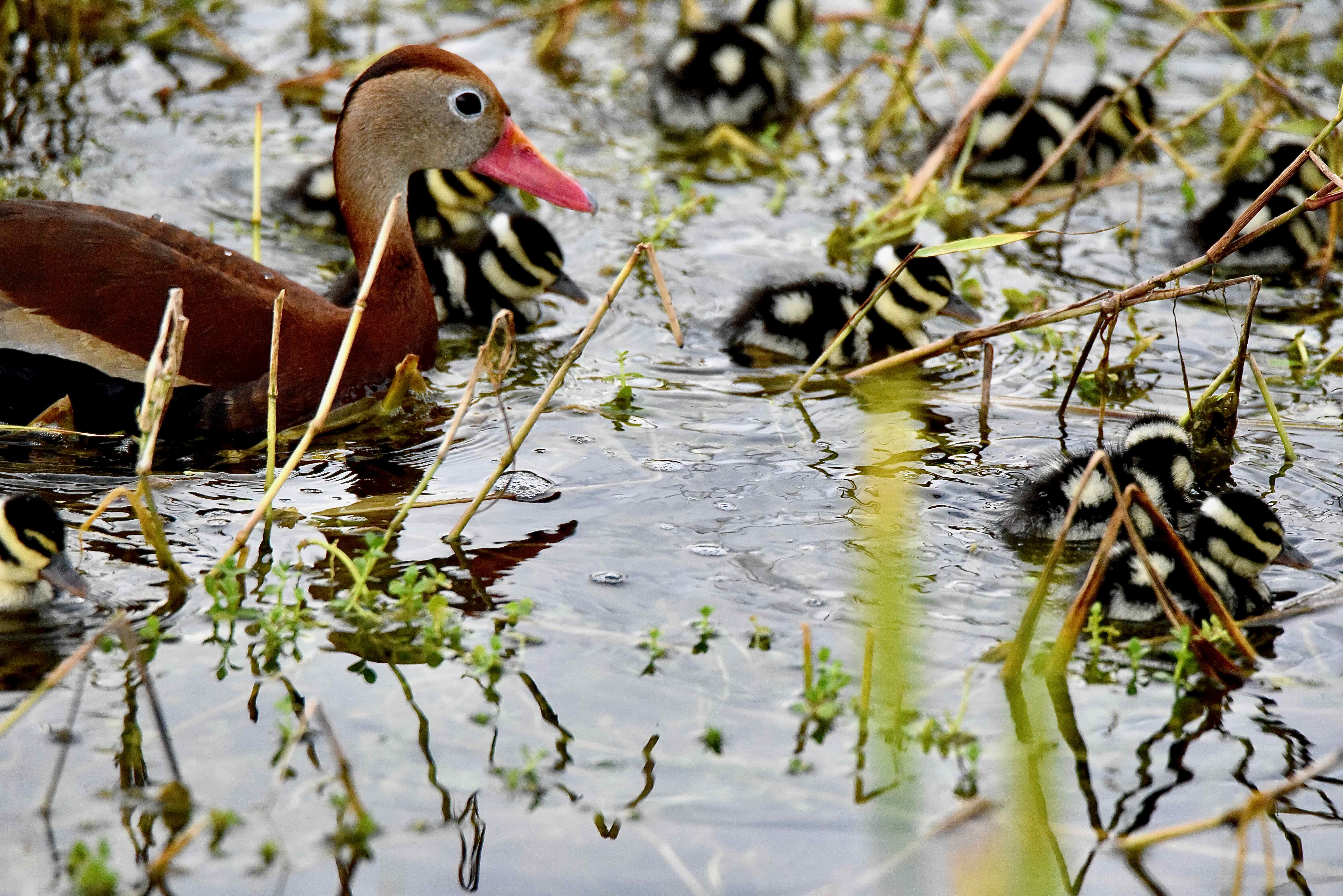 blackbellied whisltling duck and chicks