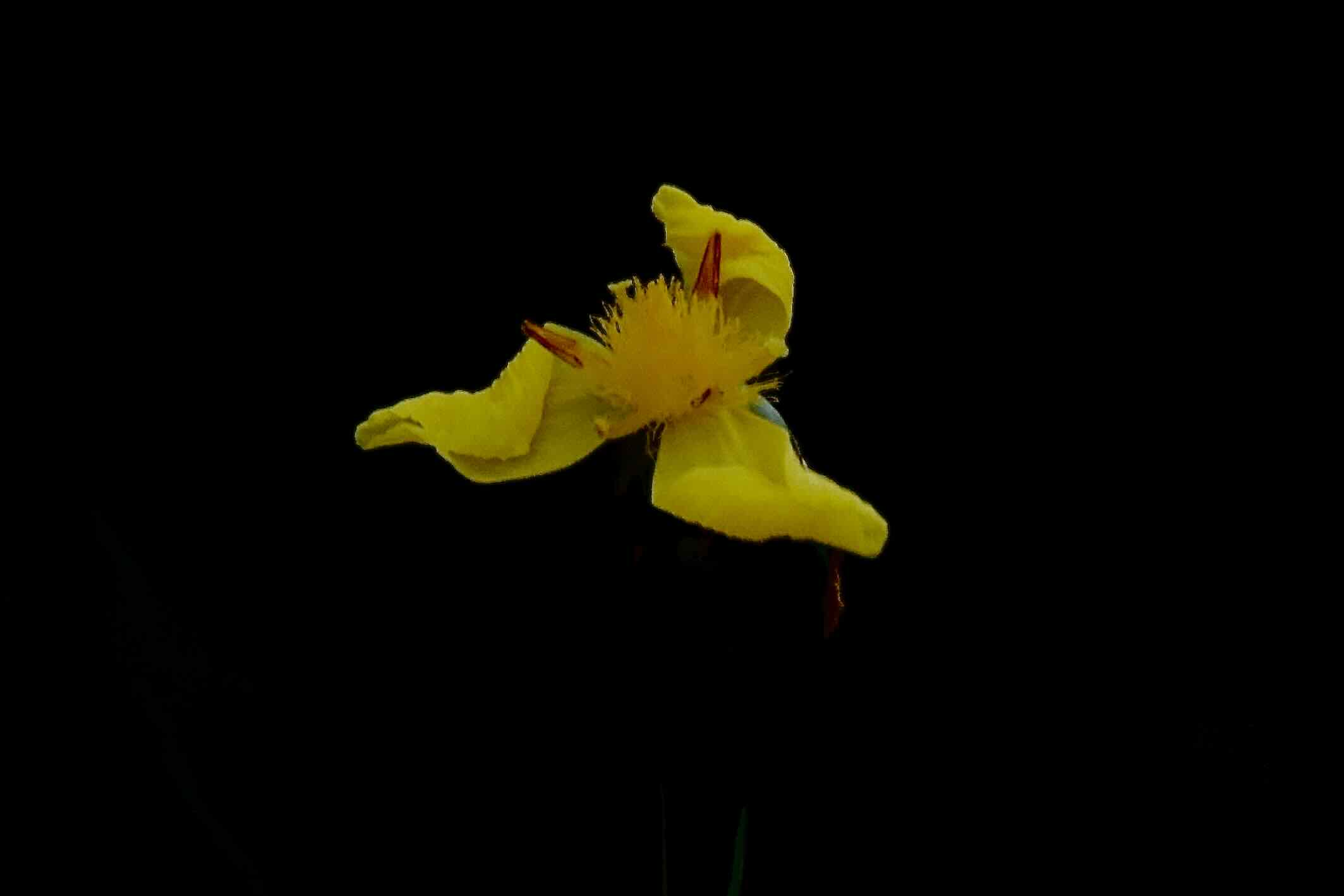 richard's yellow-eyed grasss