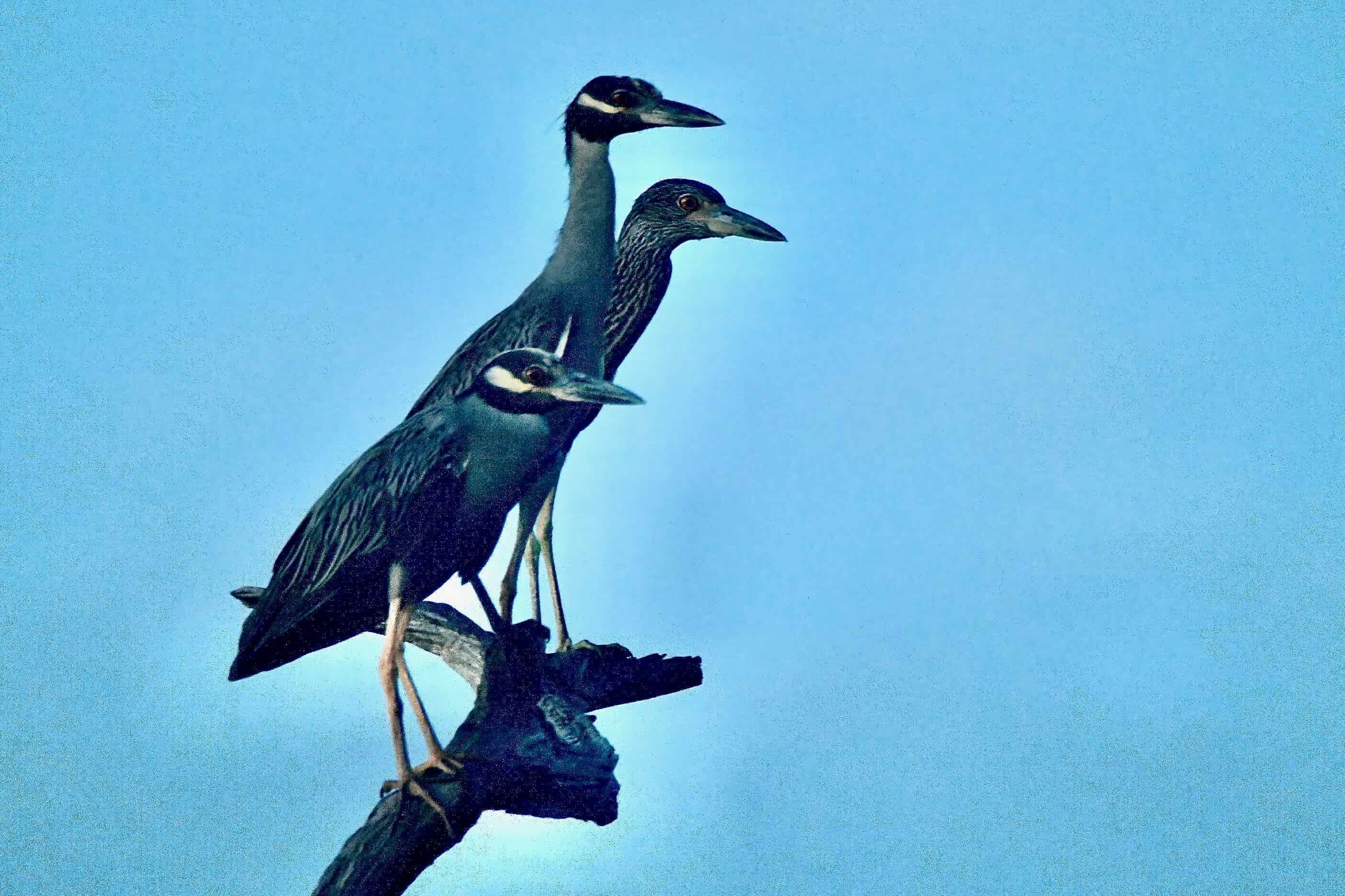 yellow crowned night heron family