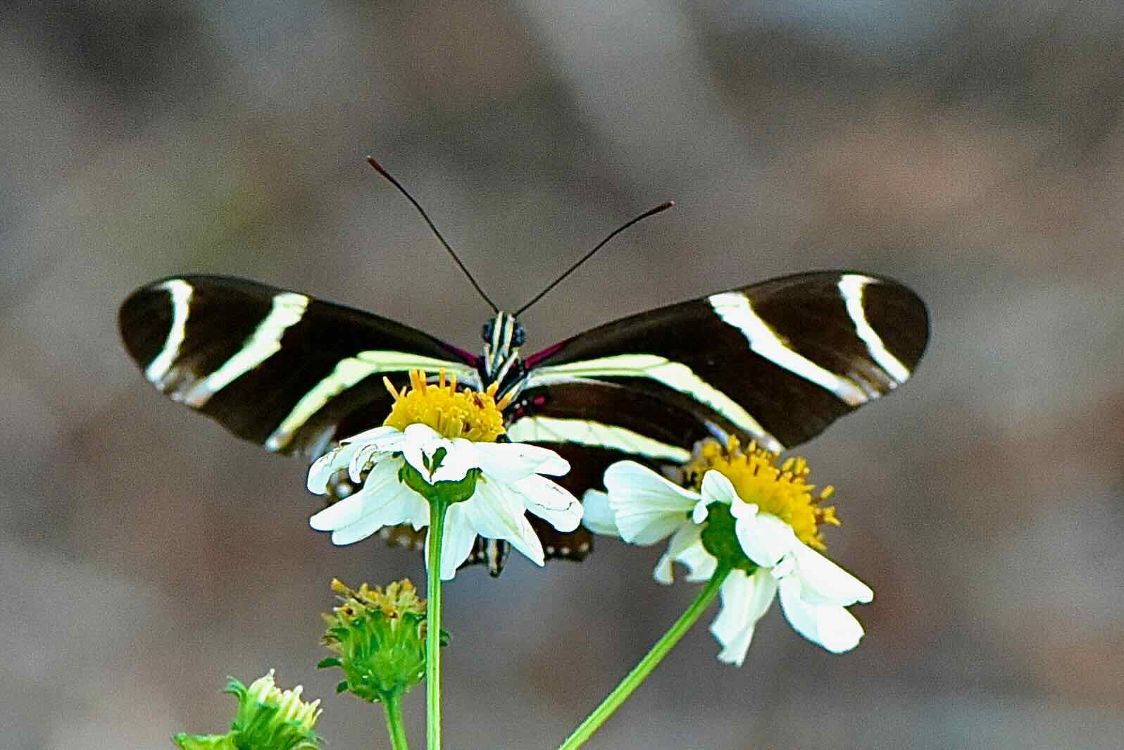 zebra longwing butterfly