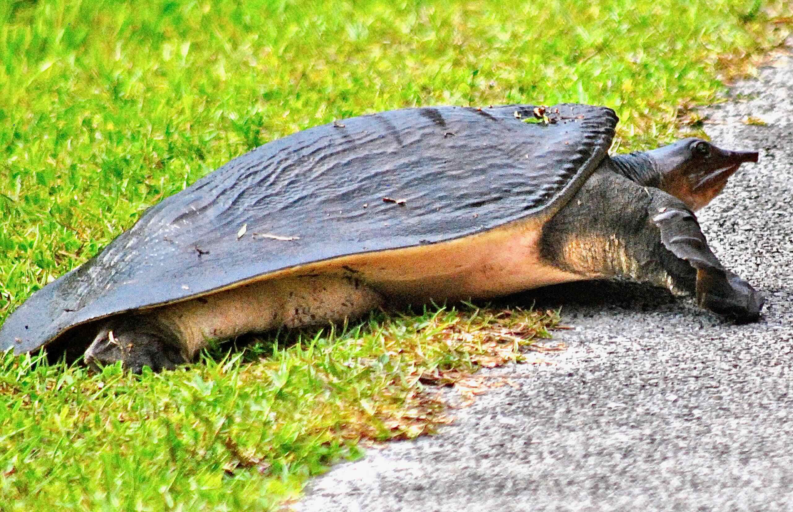 florida softshell turtle